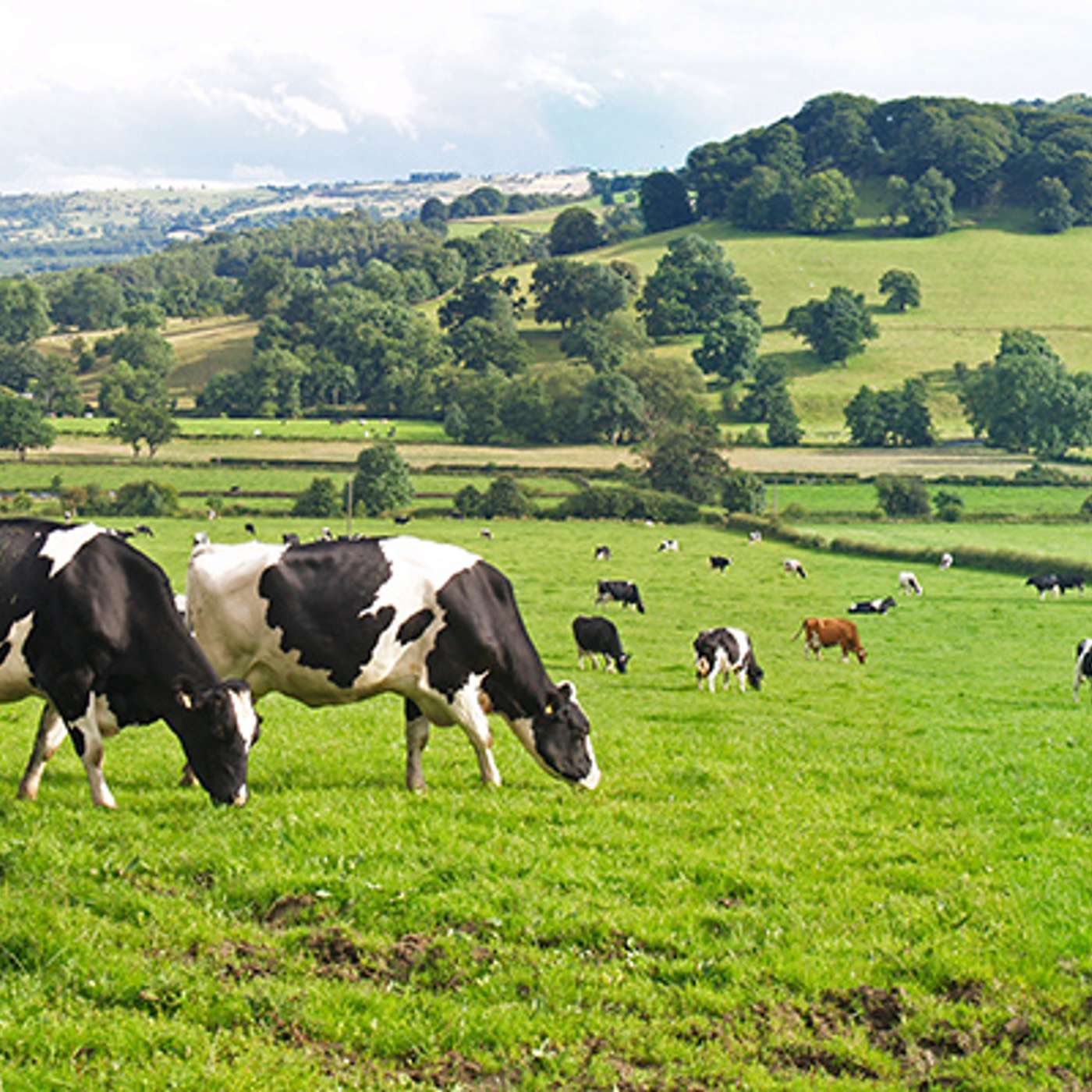 Using the Signpost Advisory Programme to reduce the carbon footprint of your farm