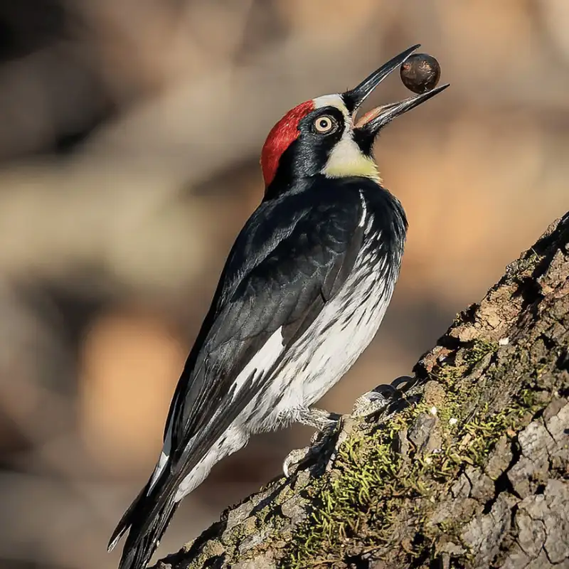 Acorn Woodpeckers