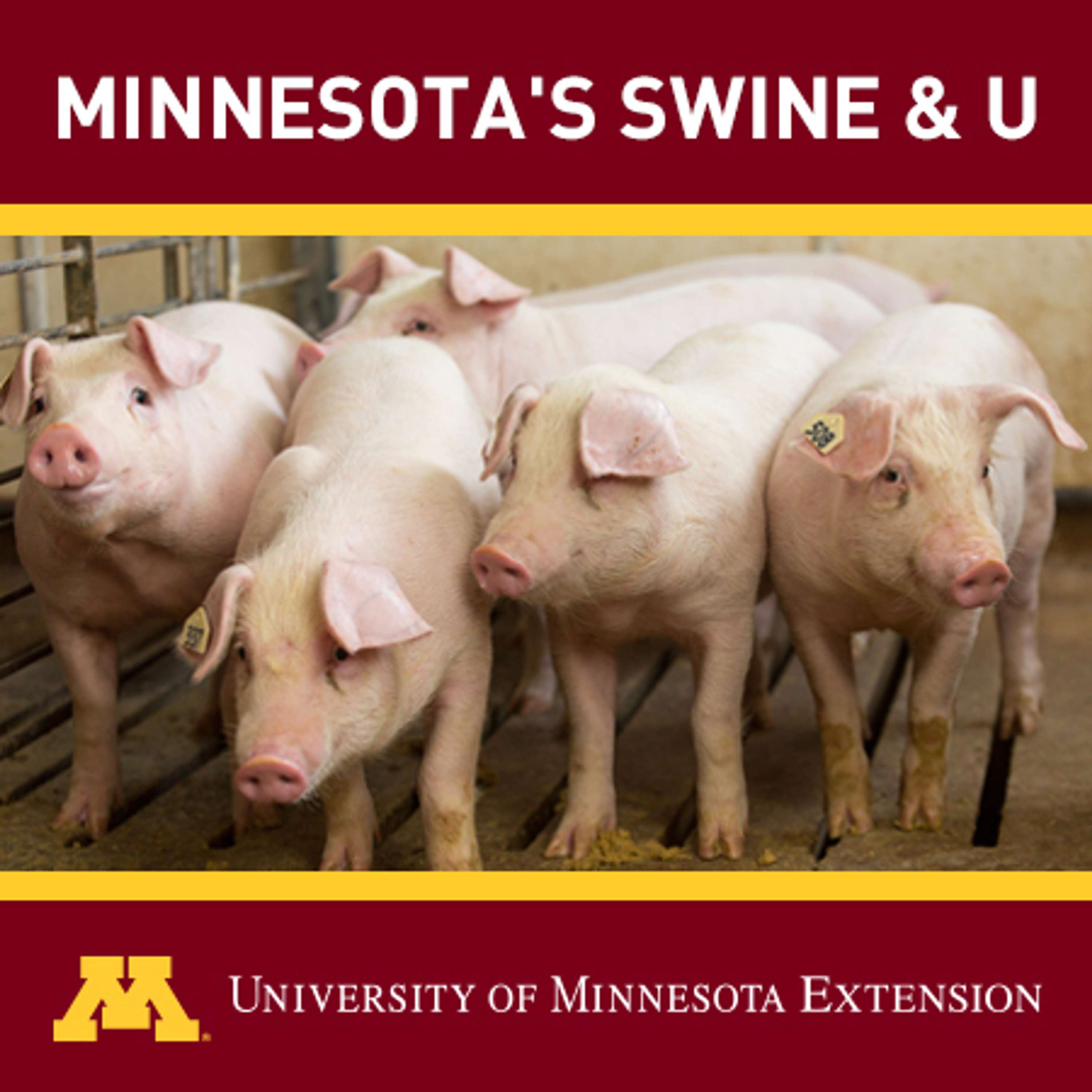 Minnesota's Swine & U