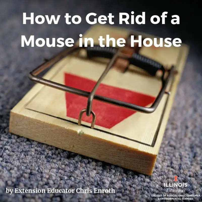 Ep. 8 Dealing with a Mouse in the House