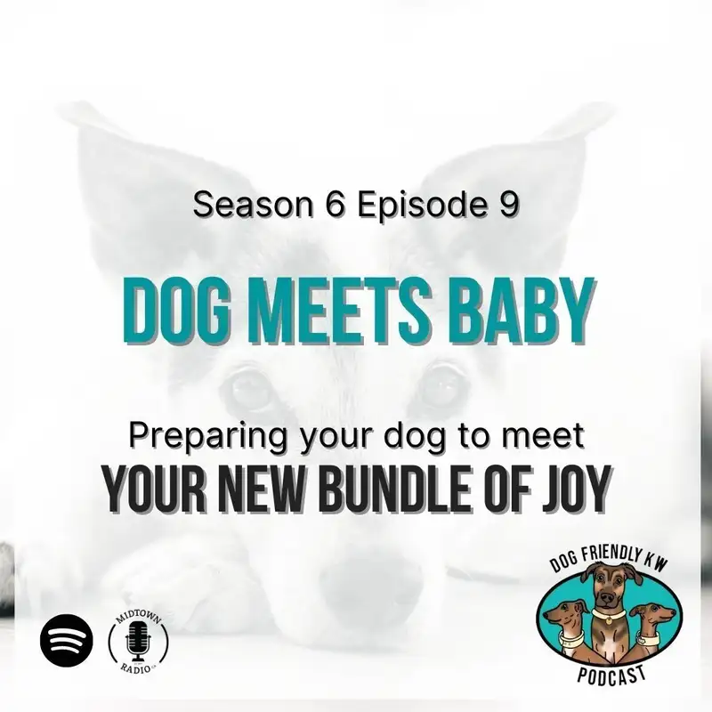 Dog Meets Baby: Dominika Knossalla-Pado gives EXPERT tips introducing PUP TO NEW BABY