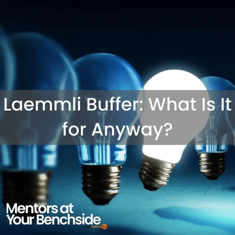Laemmli Buffer: What Is It for Anyway?