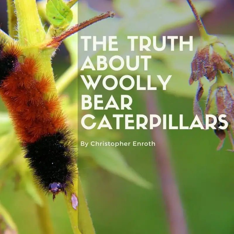 Ep. 11 The Truth about the Woolly Bear Caterpillars with Chris Enroth