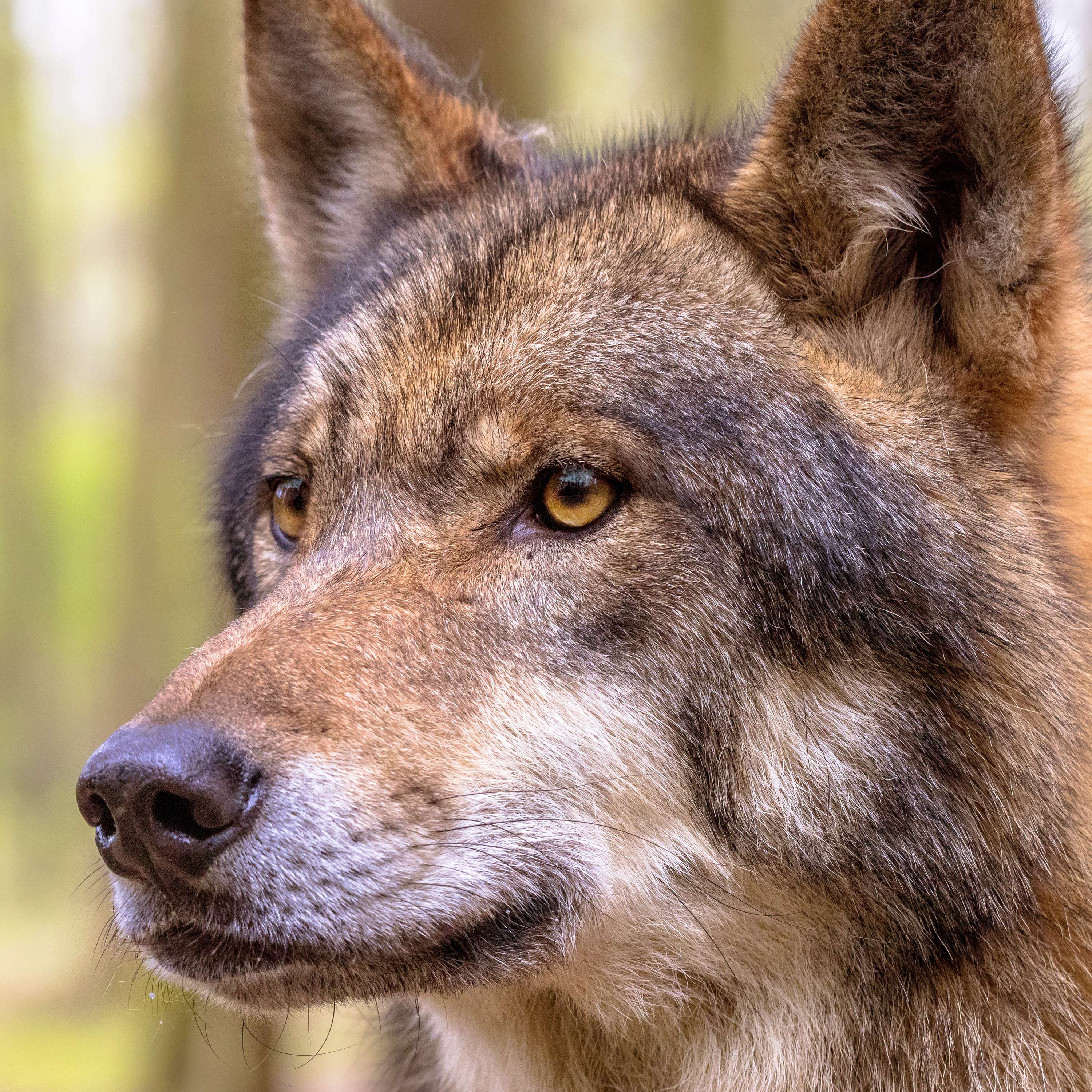 The Nature Photography Podcast