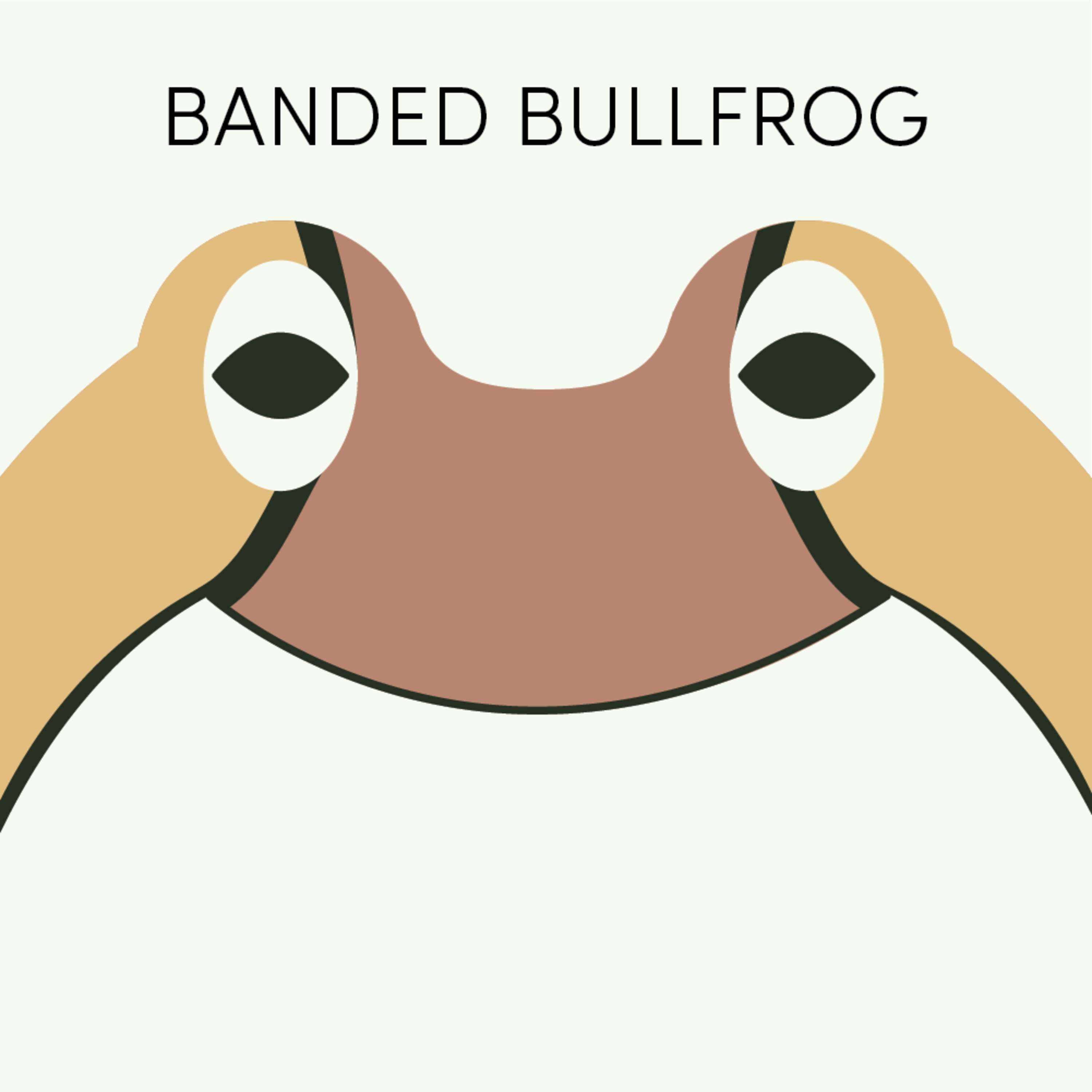 Banded Bullfrog | Week of January 10th