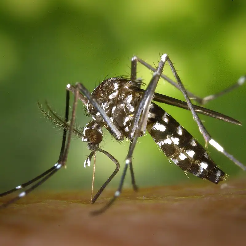 Why Do Mosquito Bites Itch?