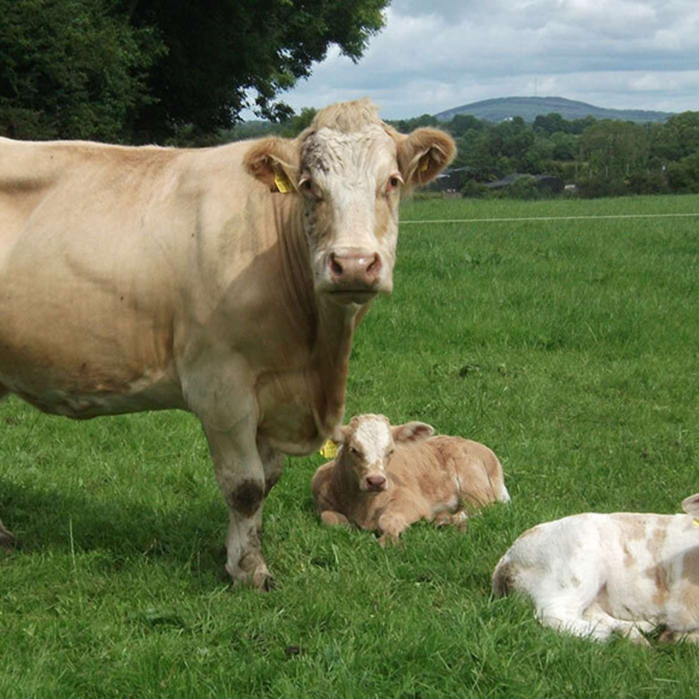 The Beef Edge