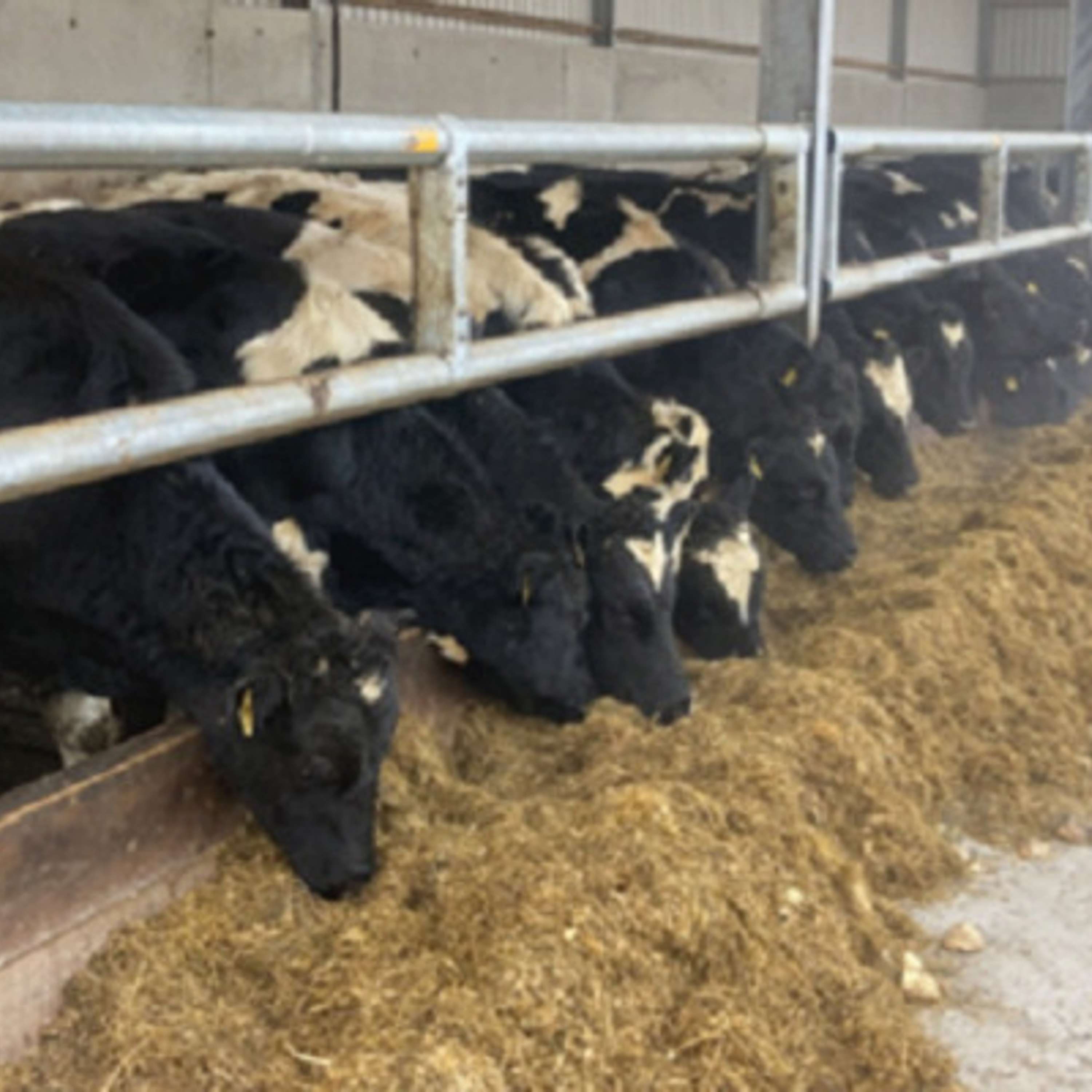 DairyBeef 500 farmer, Gareth Peoples, on winter management of his dairy beef system