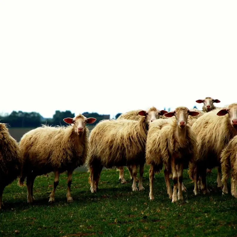 E Ant'a Essere A Pustis Puru
