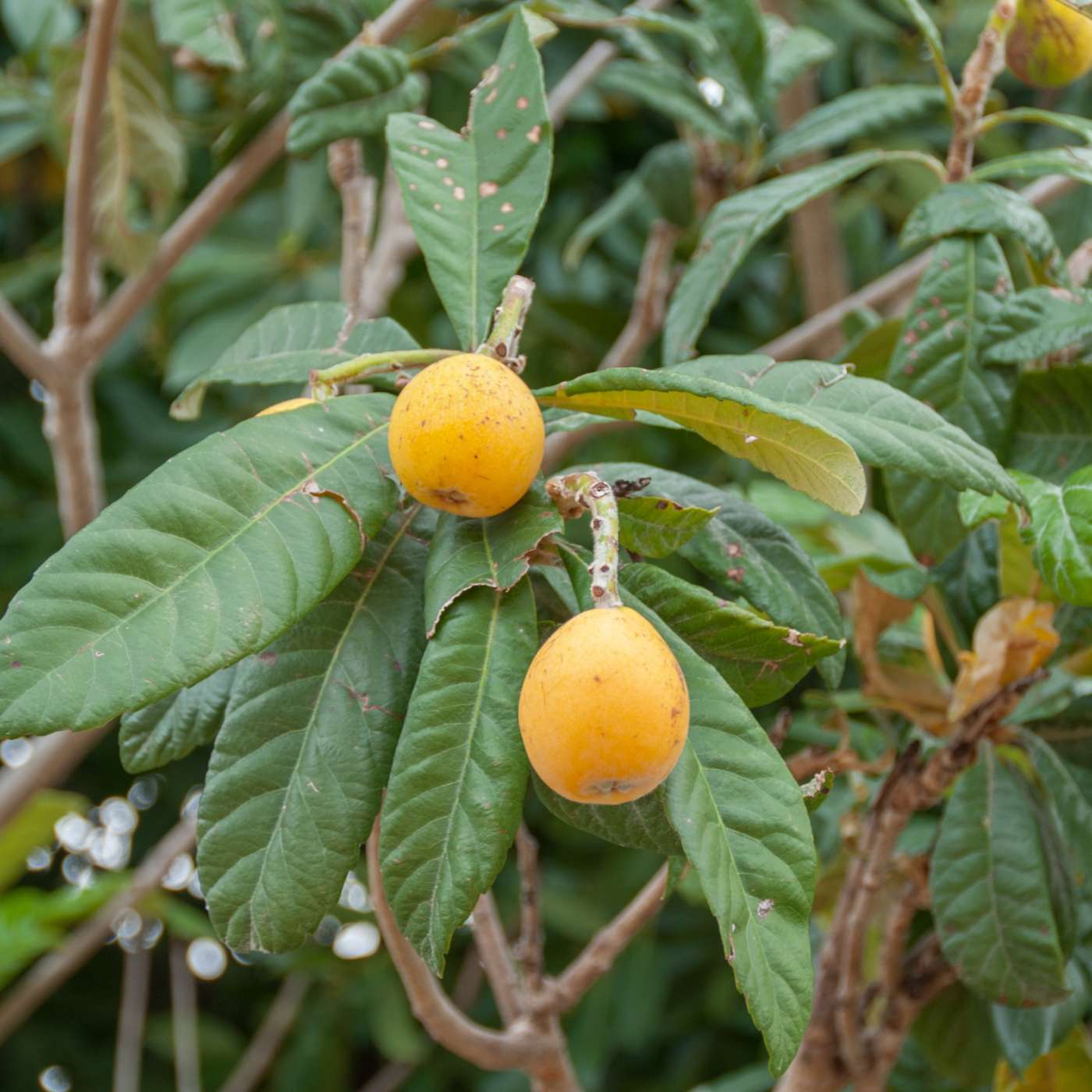 Orchard People