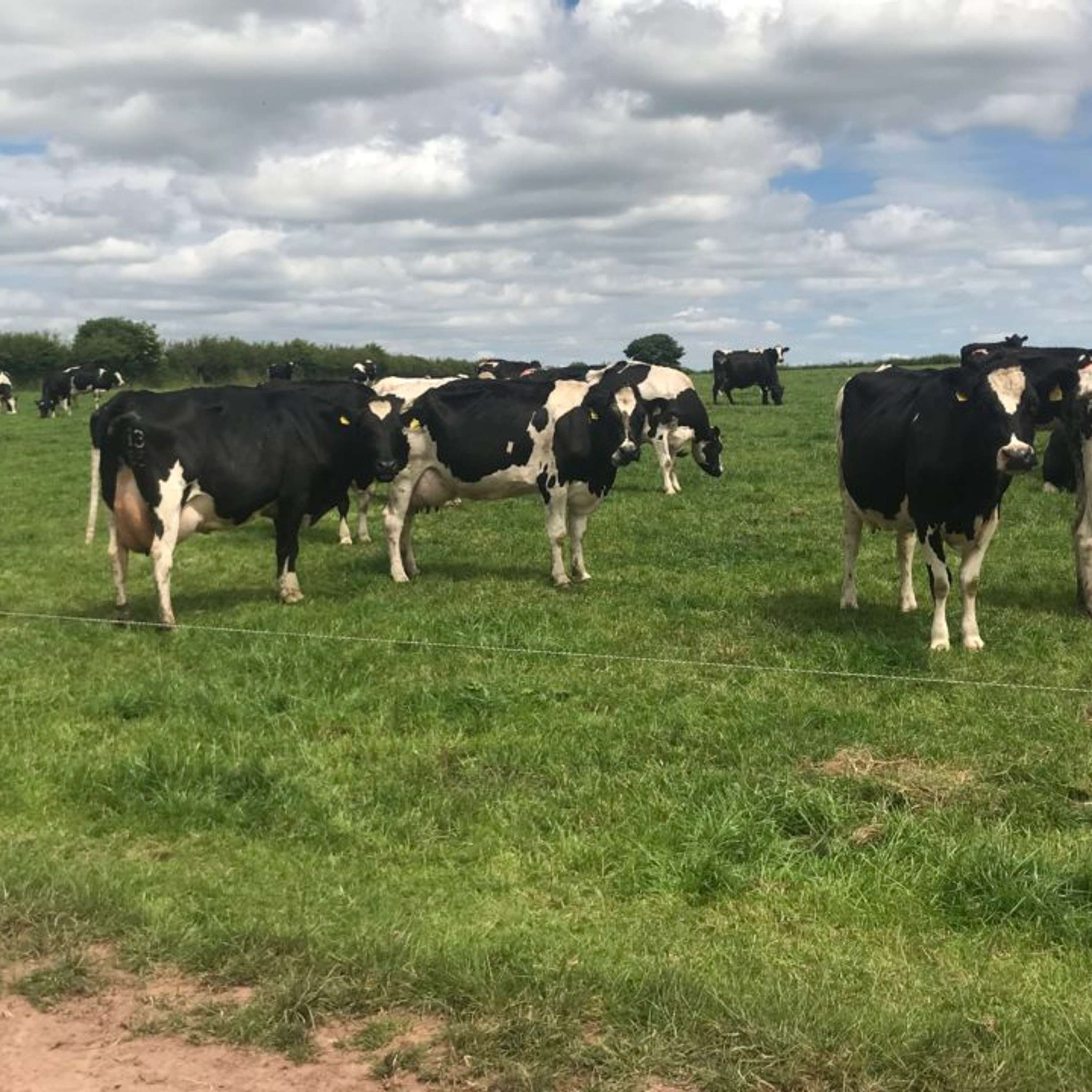 The Dairy Edge