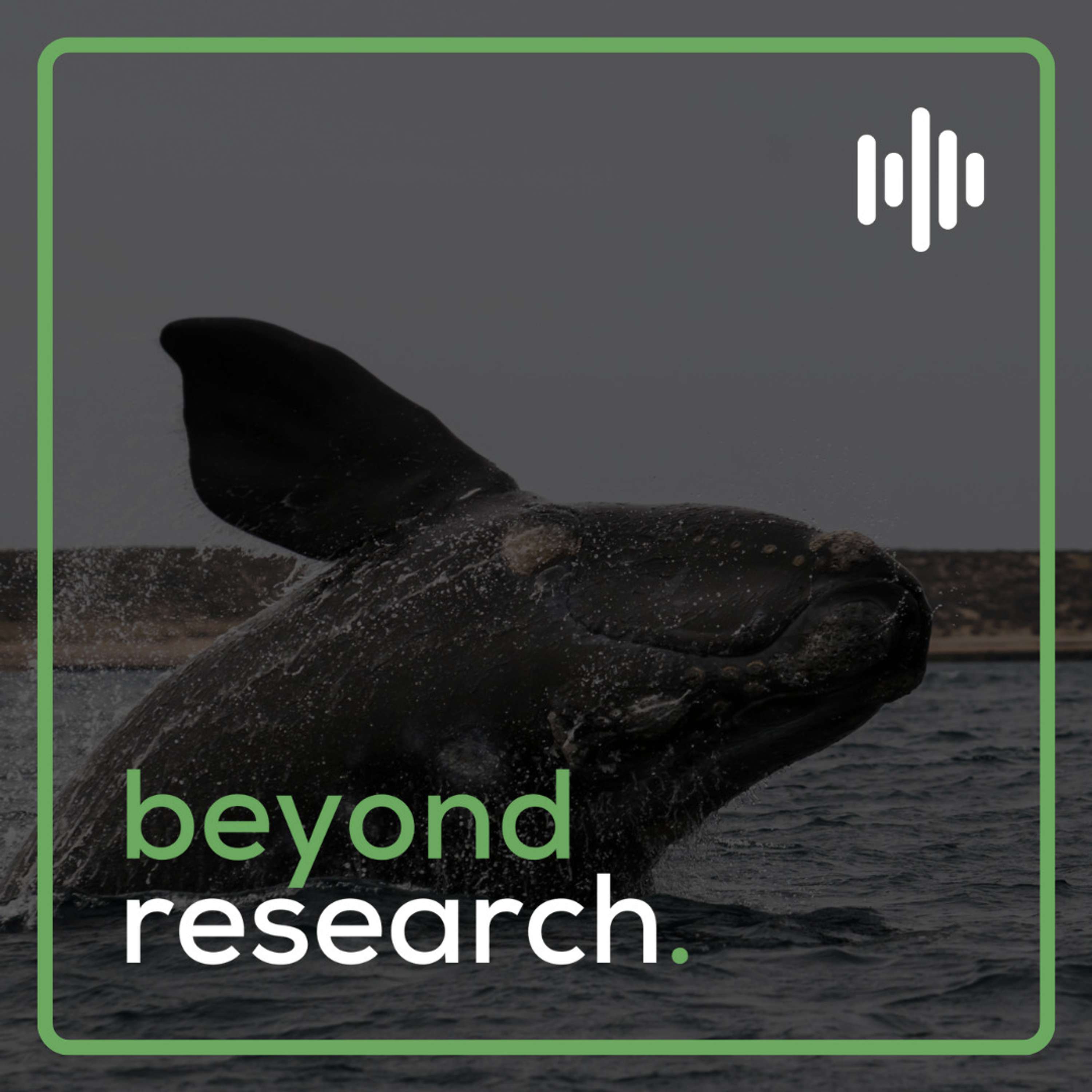 Aquatic Animal Tracking: The North Atlantic Right Whale