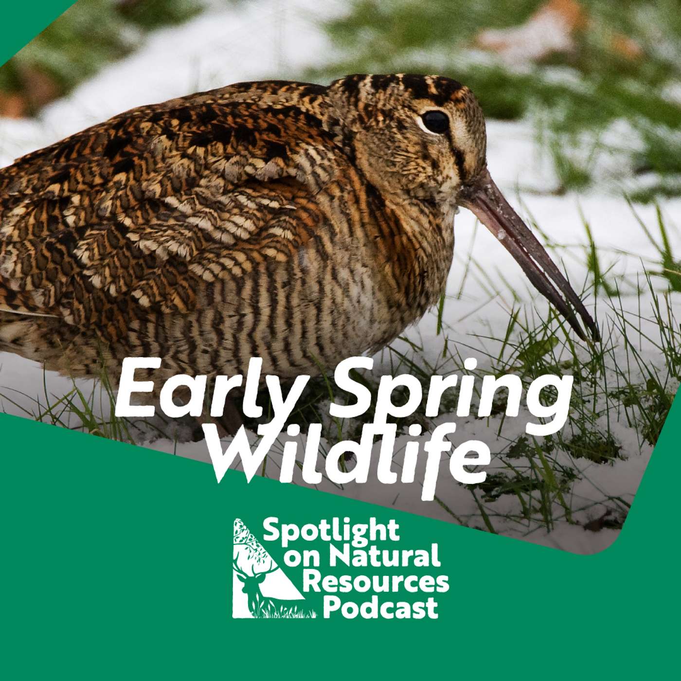 Everyday Environment Podcast
