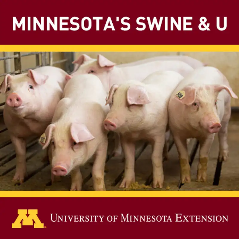 Episode 36: Senecavirus A seroprevalence in U.S. pig farms and biosecurity procedures to prevent indirect transmission.
