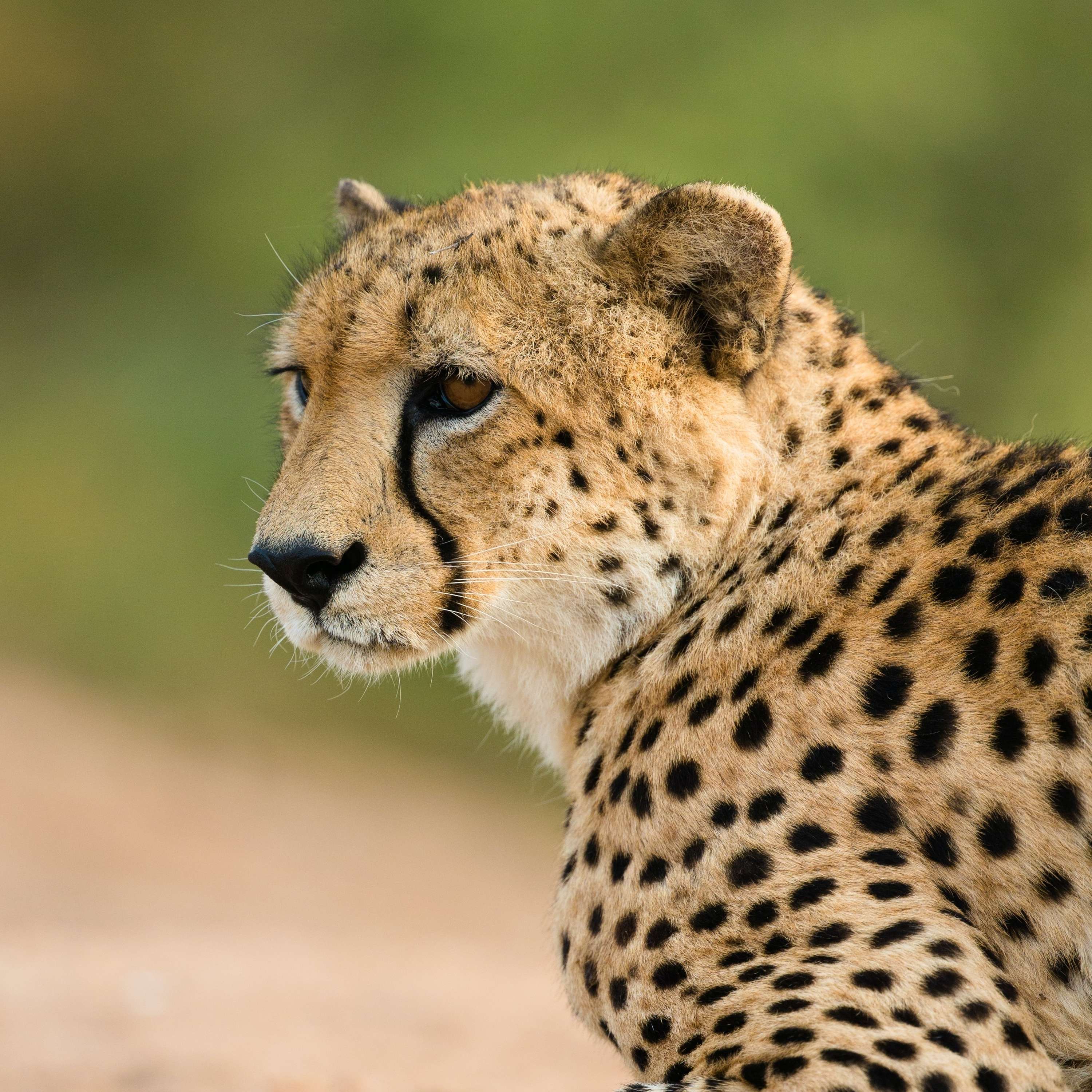 The Cheetah - Fastest cat in the Savanna