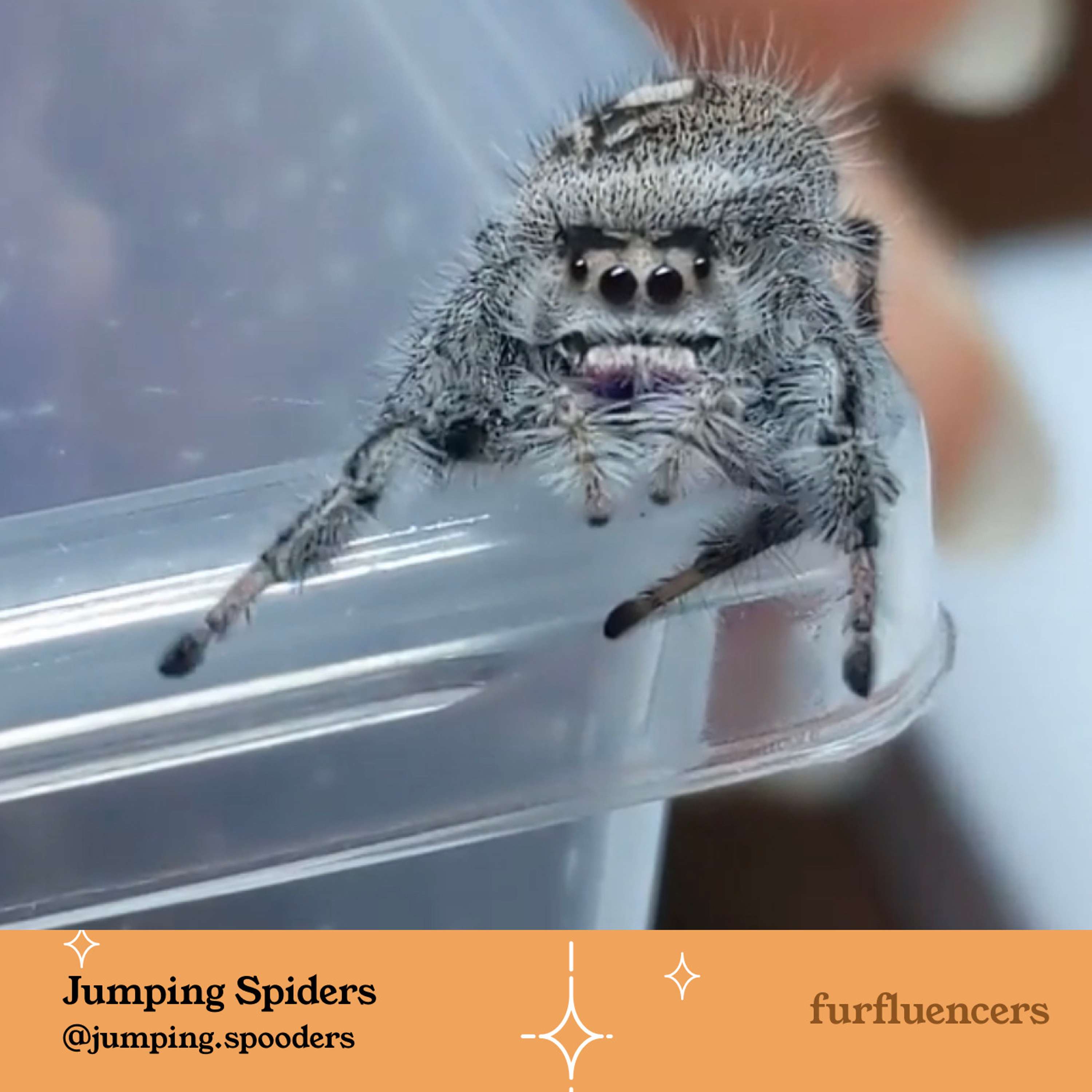 Furfluencers