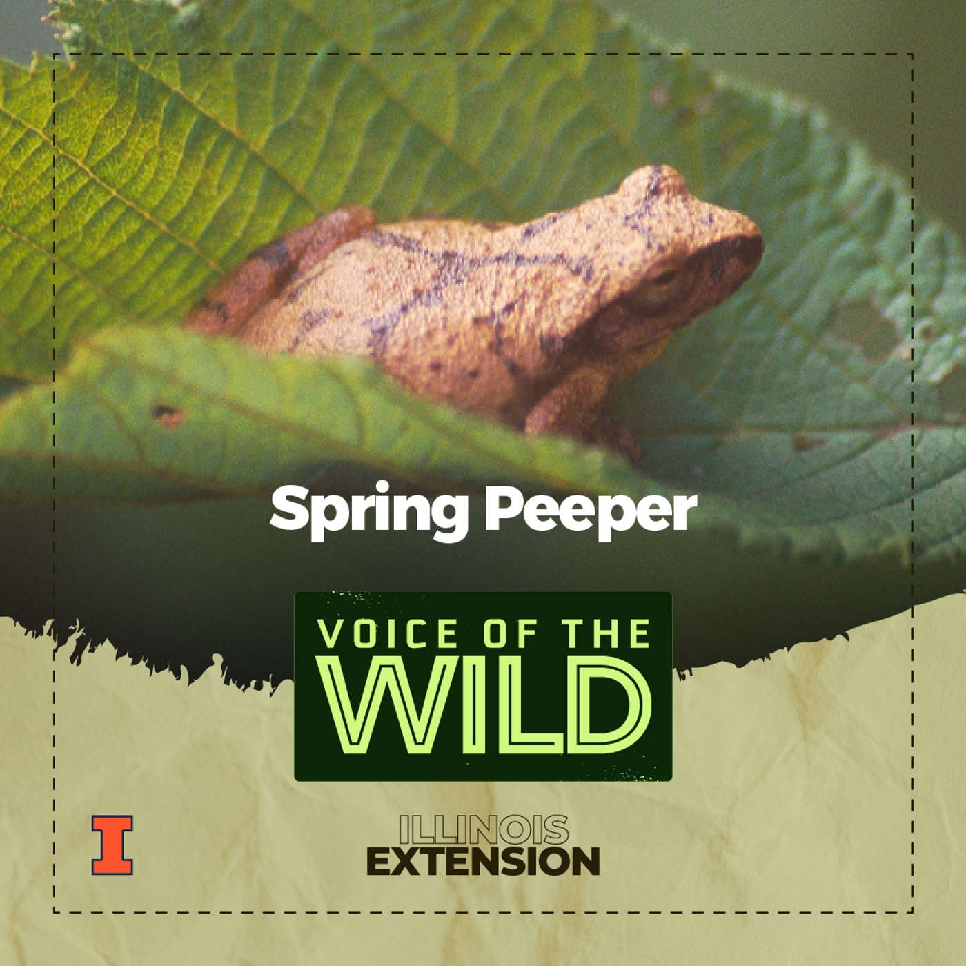 Voice of the Wild