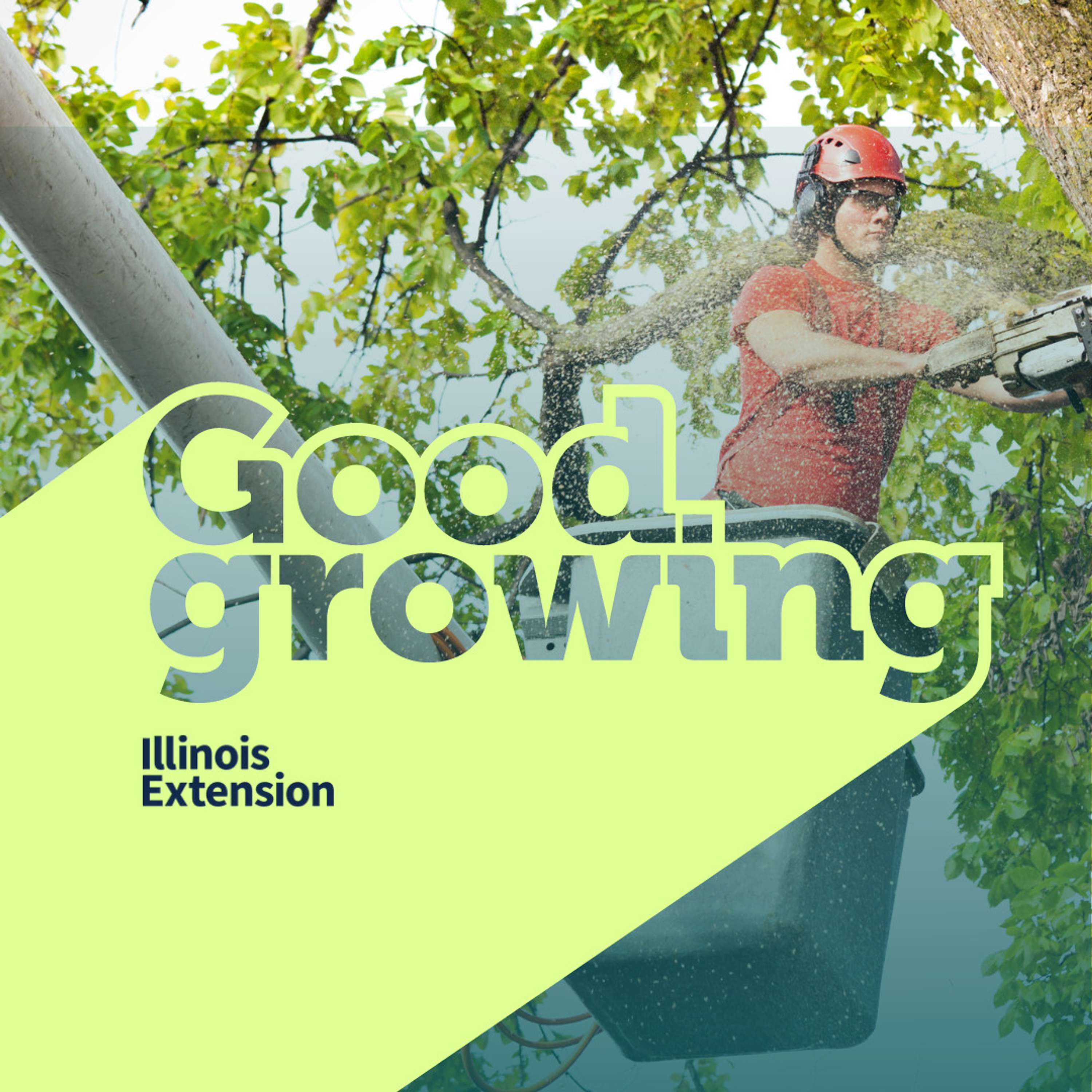 Ep. 155 Stewarding our community tree canopies | #GoodGrowing