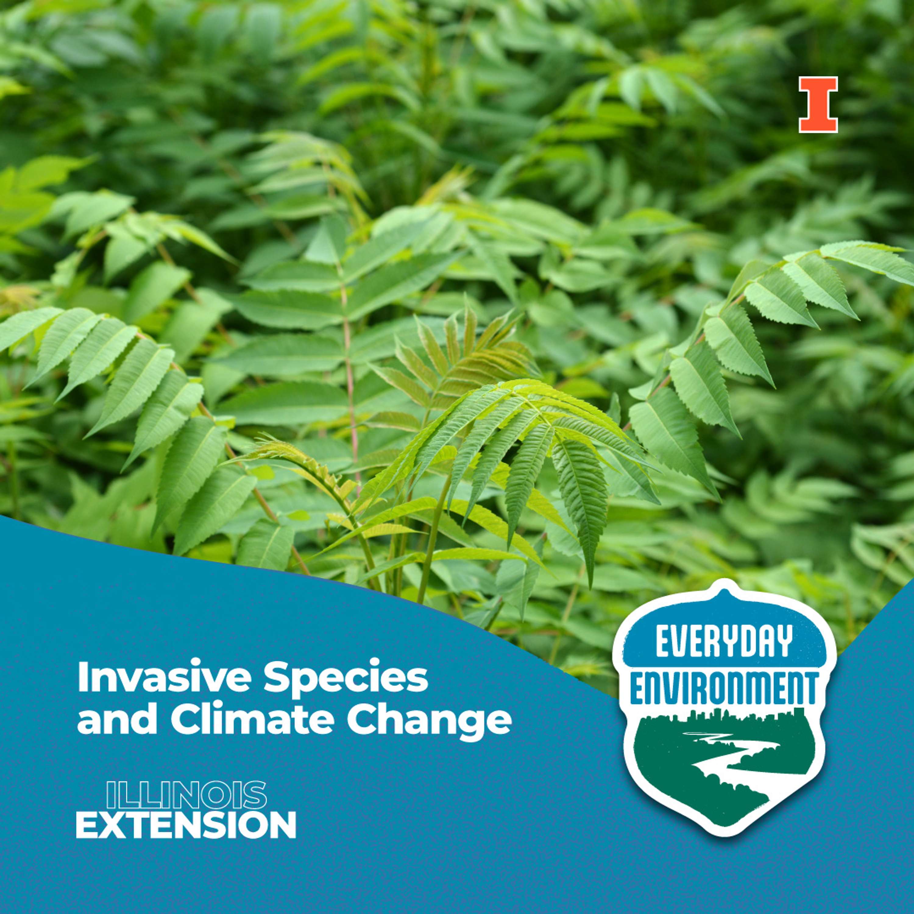 Everyday Environment Podcast