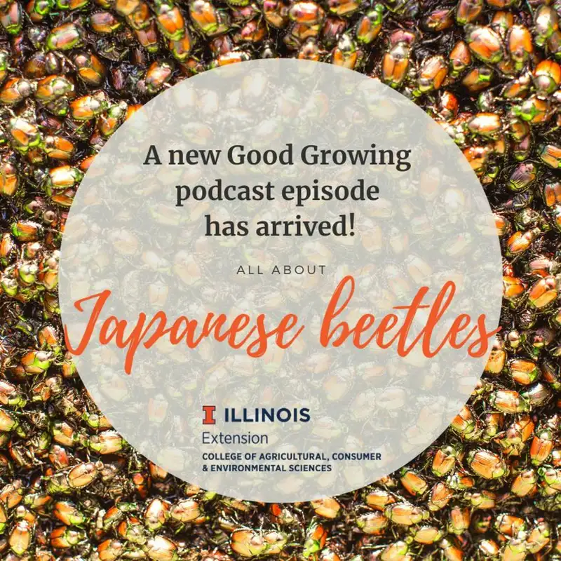 Ep. 24 Japanese Beetles with Andrew Holsinger