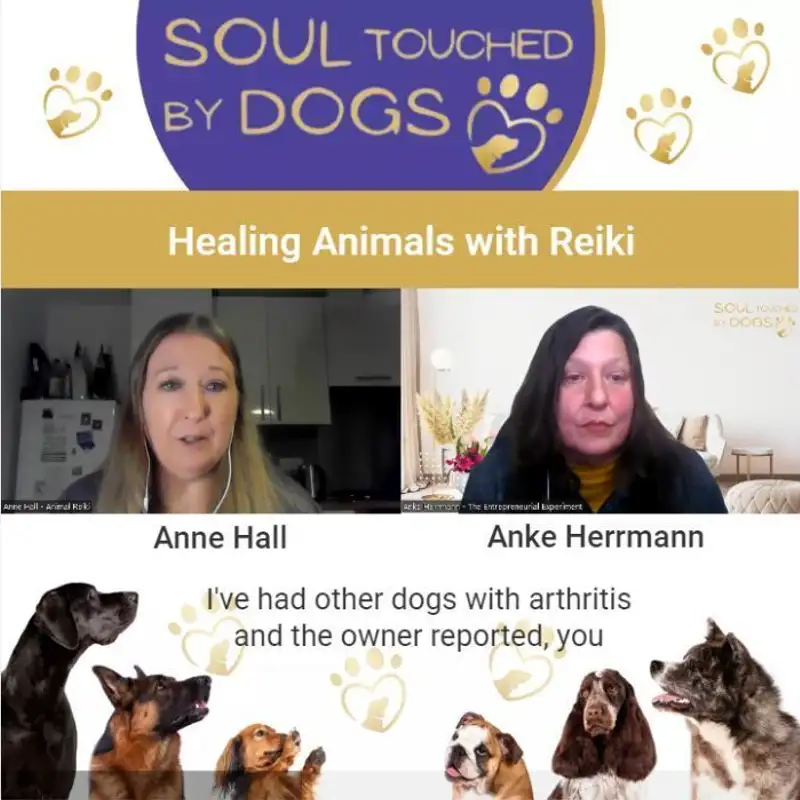 Anne Hall - Healing Animals with Reiki