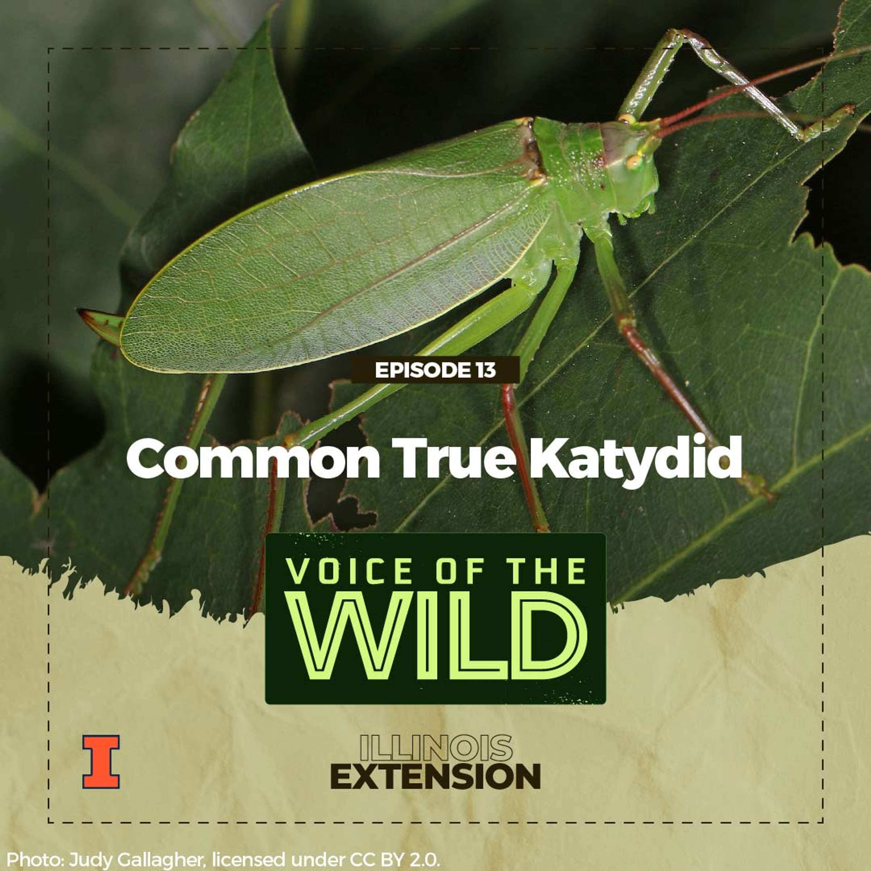 Voice of the Wild