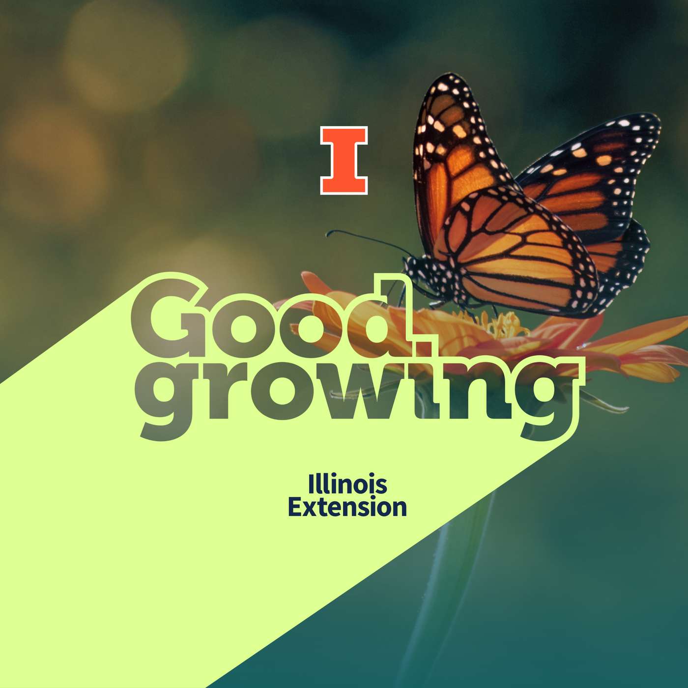 Ep. 222 Monarch Butterfly Conservation: Should You Rear Them Indoors? | #GoodGrowing