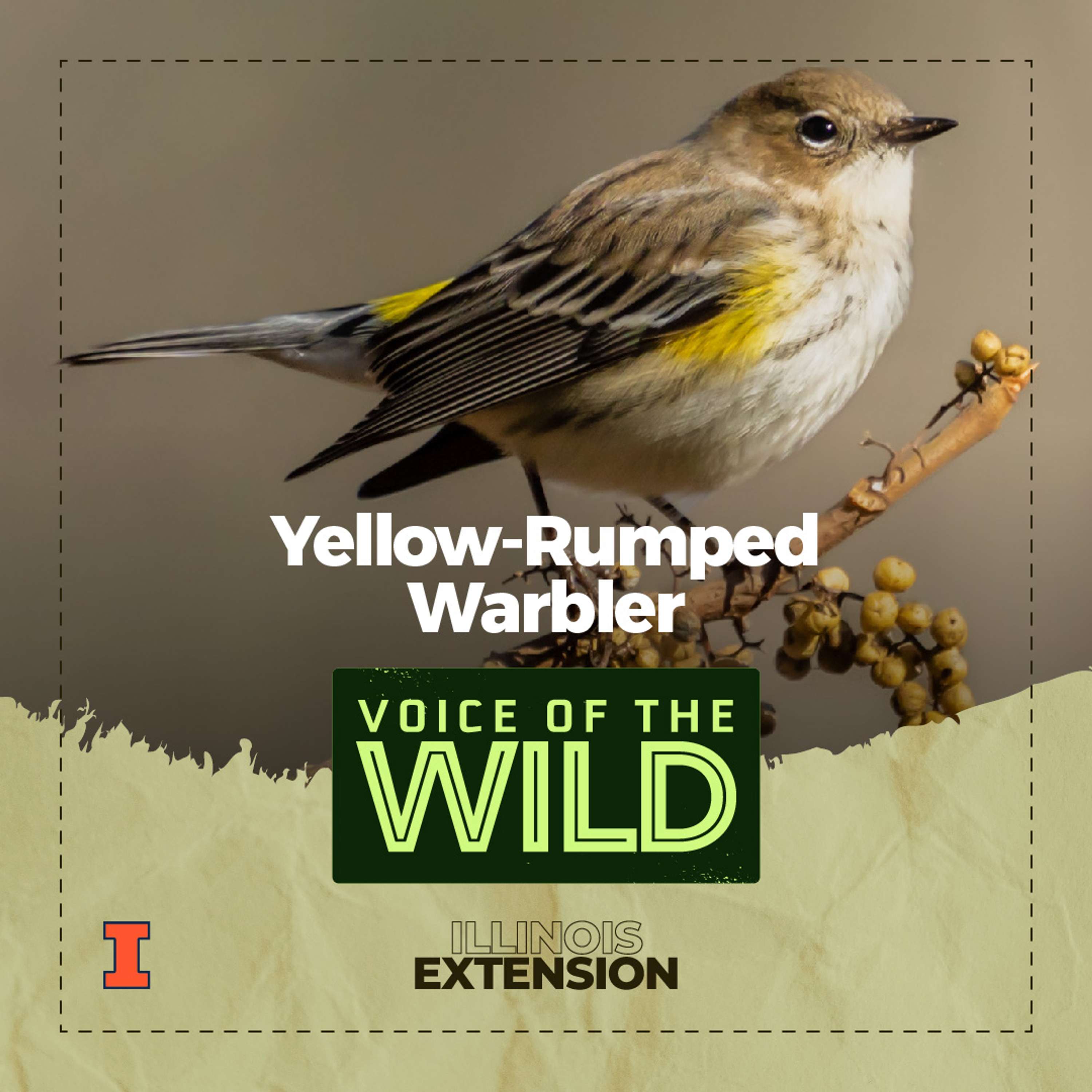 Voice of the Wild