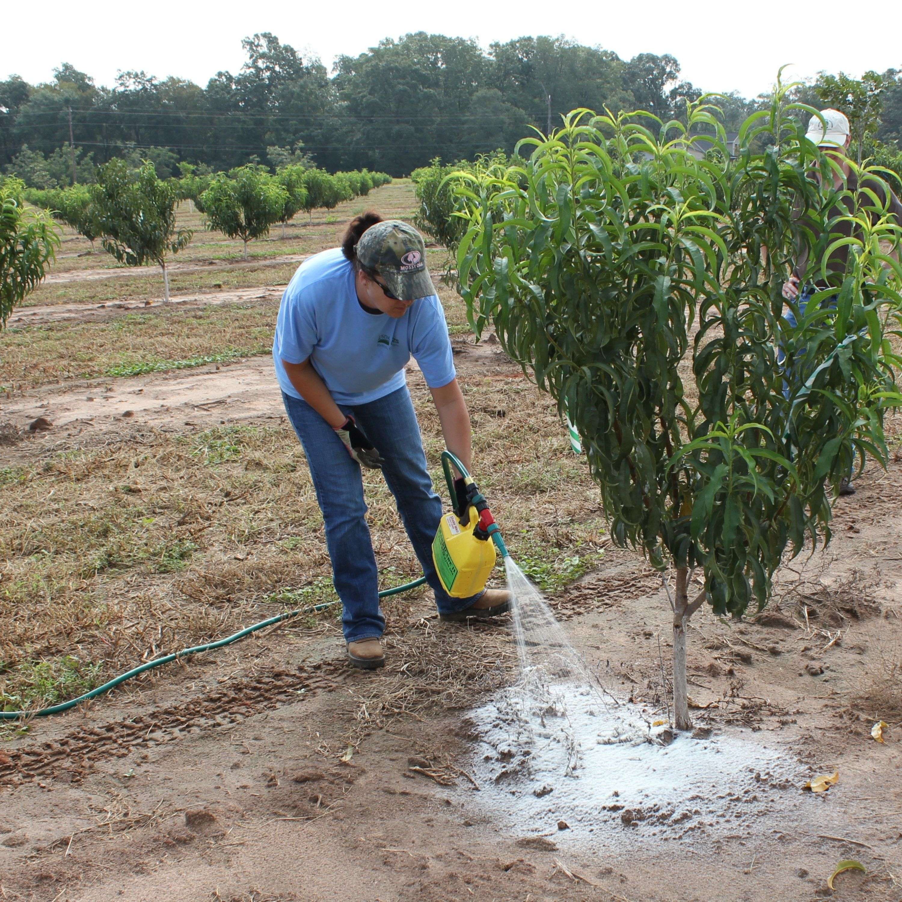 Orchard People