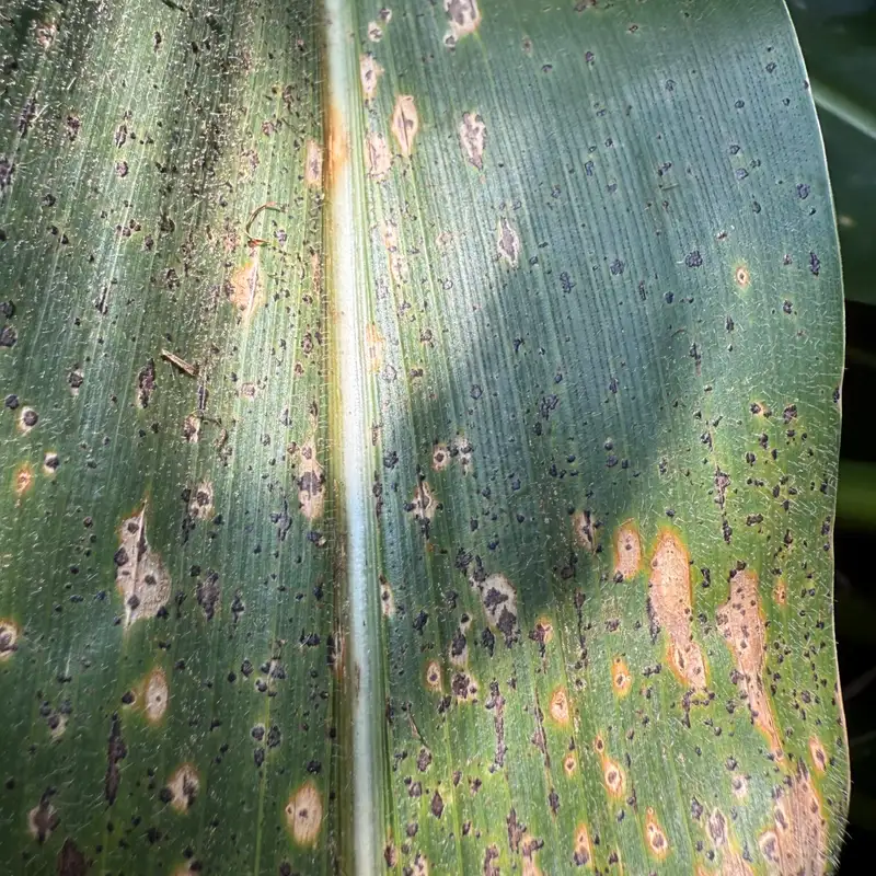 Standability Will Be Huge This Year With Harvest Approaching
