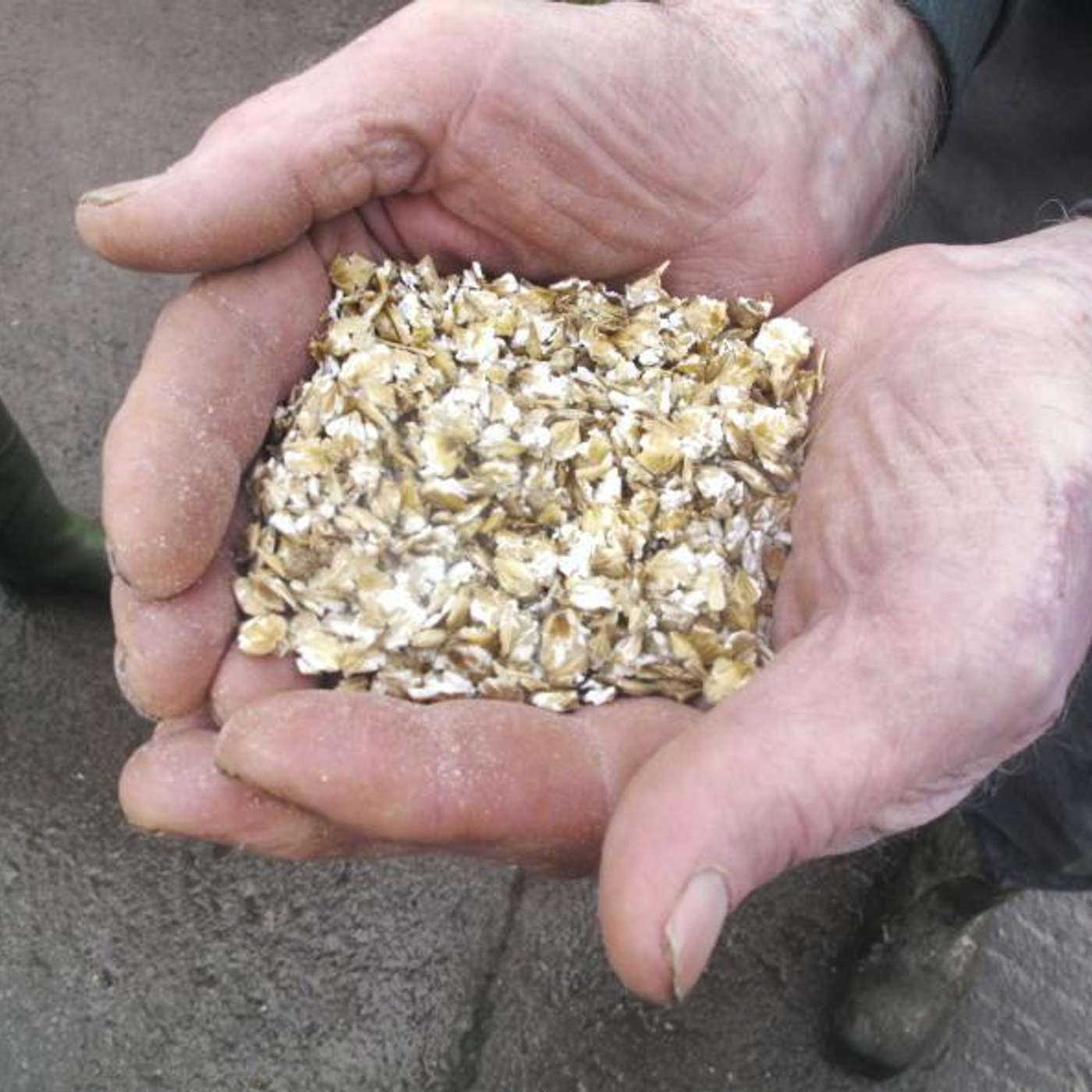 Boosting Beef Performance with Oats