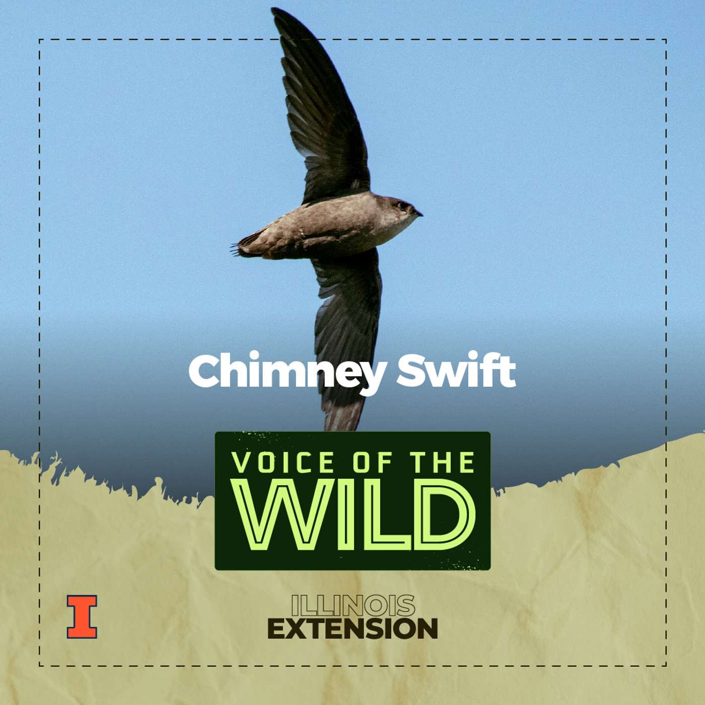 Voice of the Wild