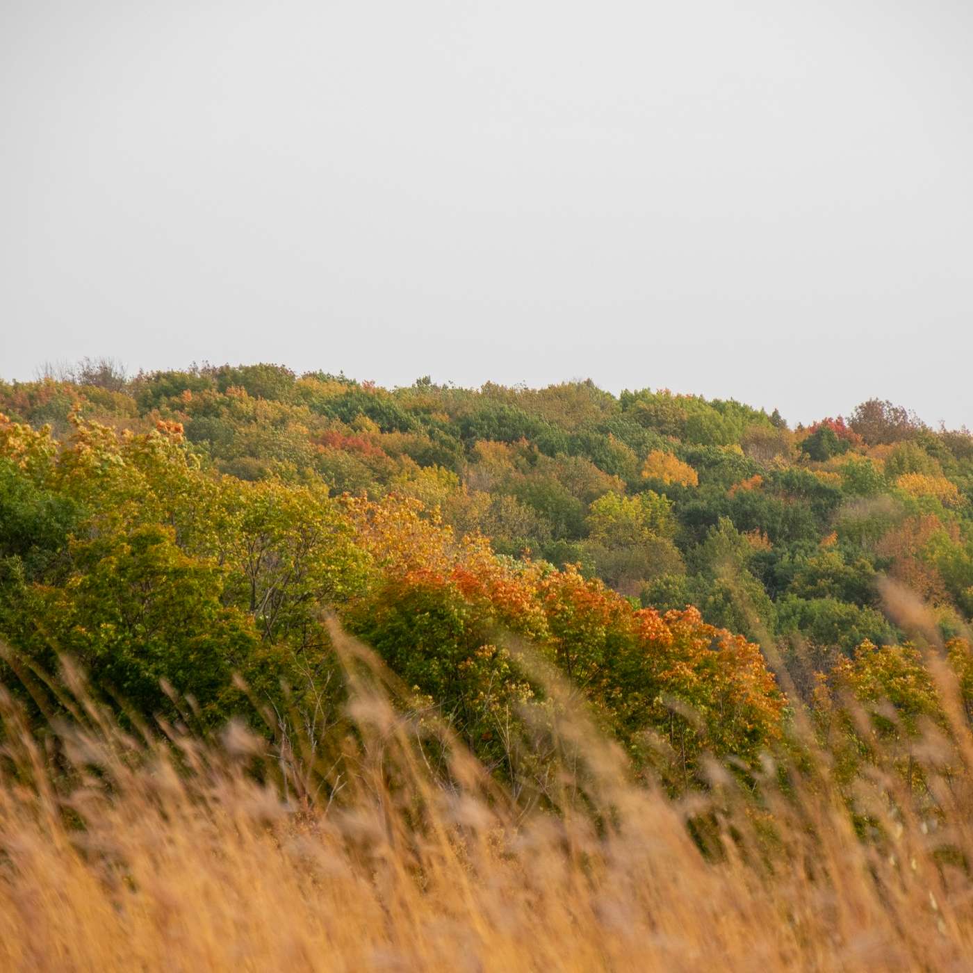 The Fall Colors 2025 Forecast