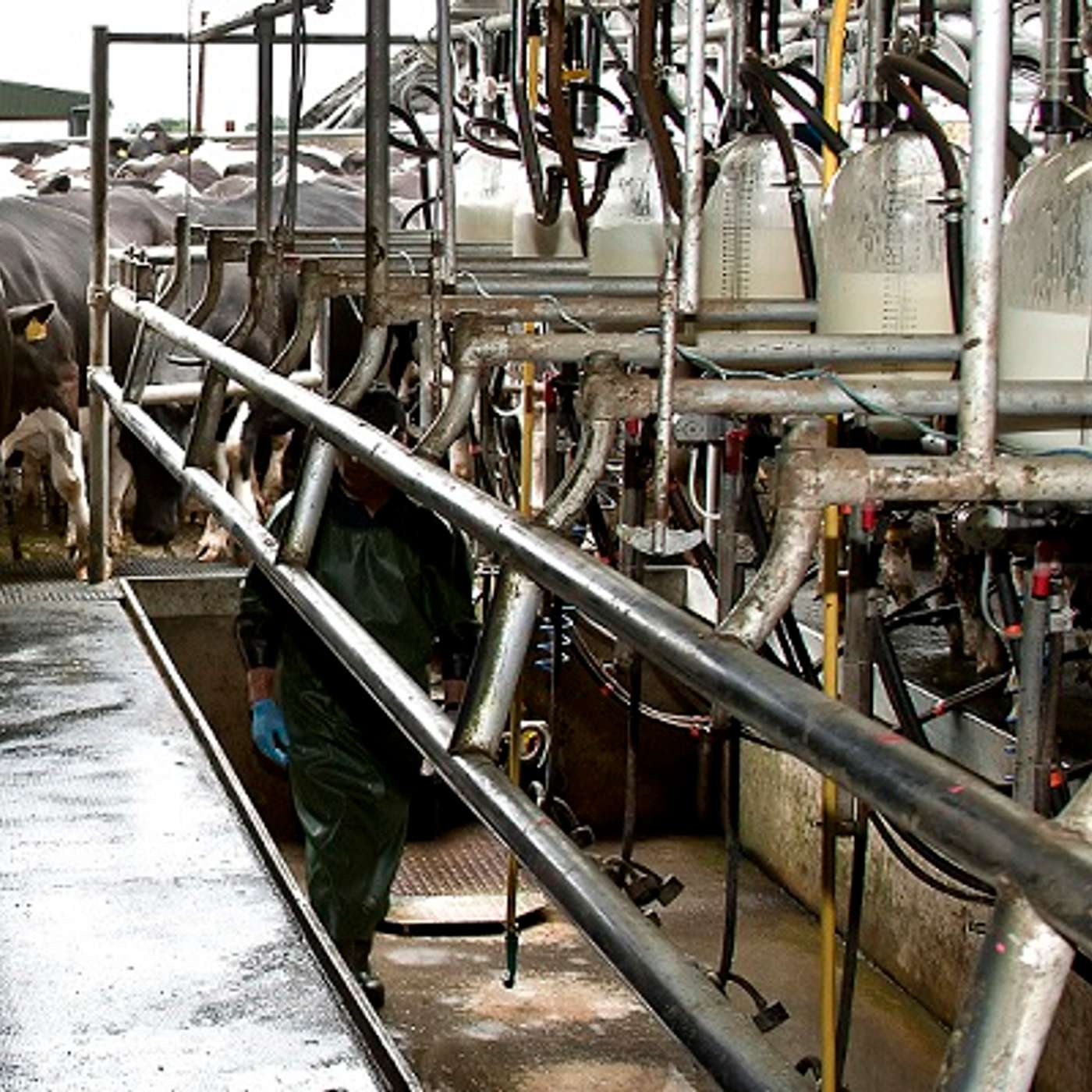 The Dairy Edge