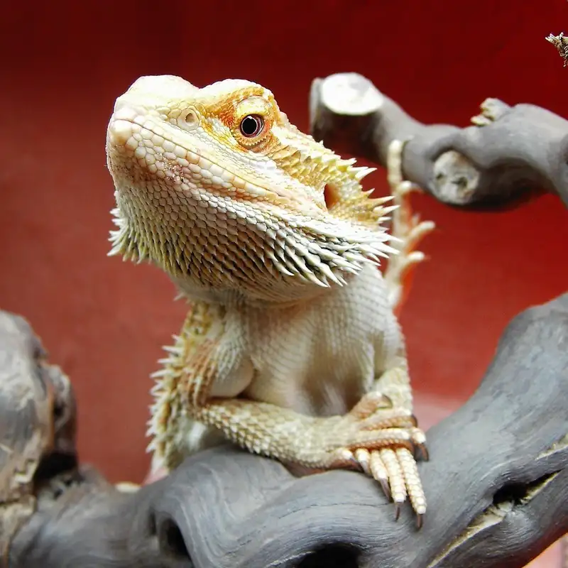 Bearded Dragon