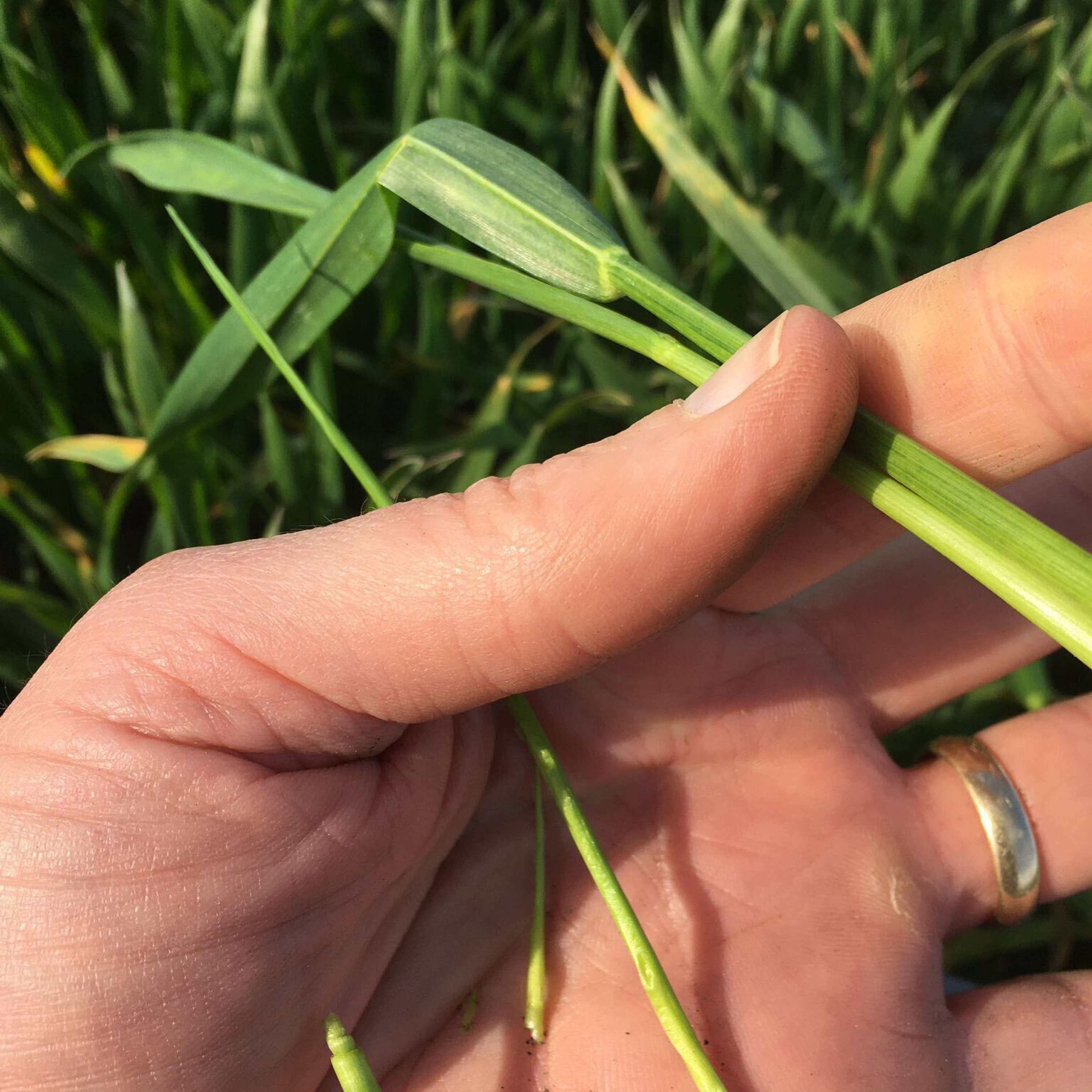 The Tillage Edge