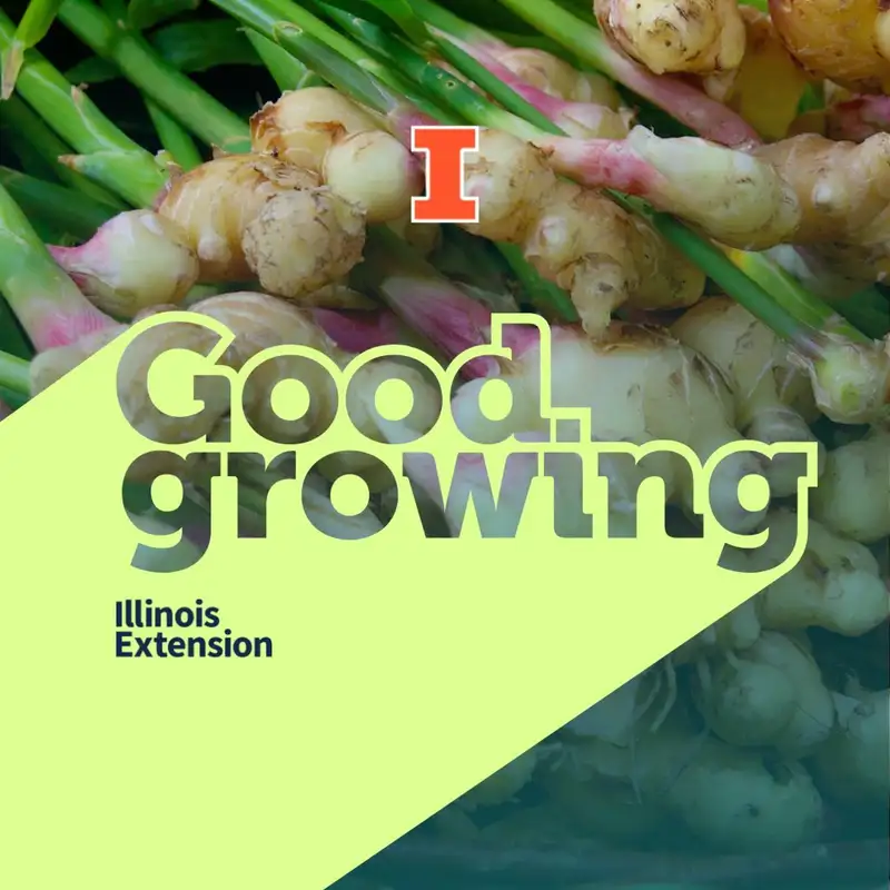 Ep. 128 Growing ginger, turmeric, and galangal in Illinois, Part 1 | #GoodGrowing