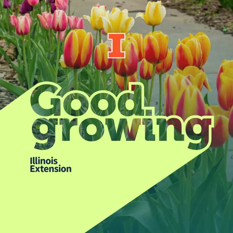 Gardenbite: Caring for spring blooming bulbs after flowering | #GoodGrowing