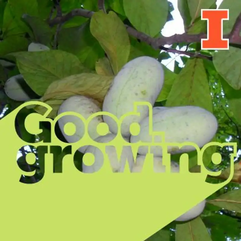 Ep. 87 Growing Paw Paws with Doug Gucker #goodgrowing