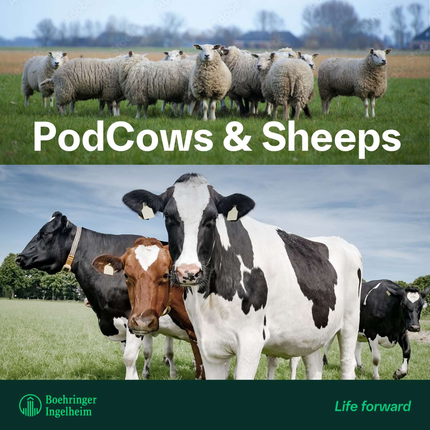 Podcows & Sheep pratar om smärta och smärtlindring