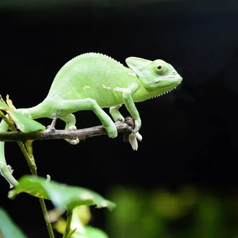 Mini: Smallest Chameleon in the World