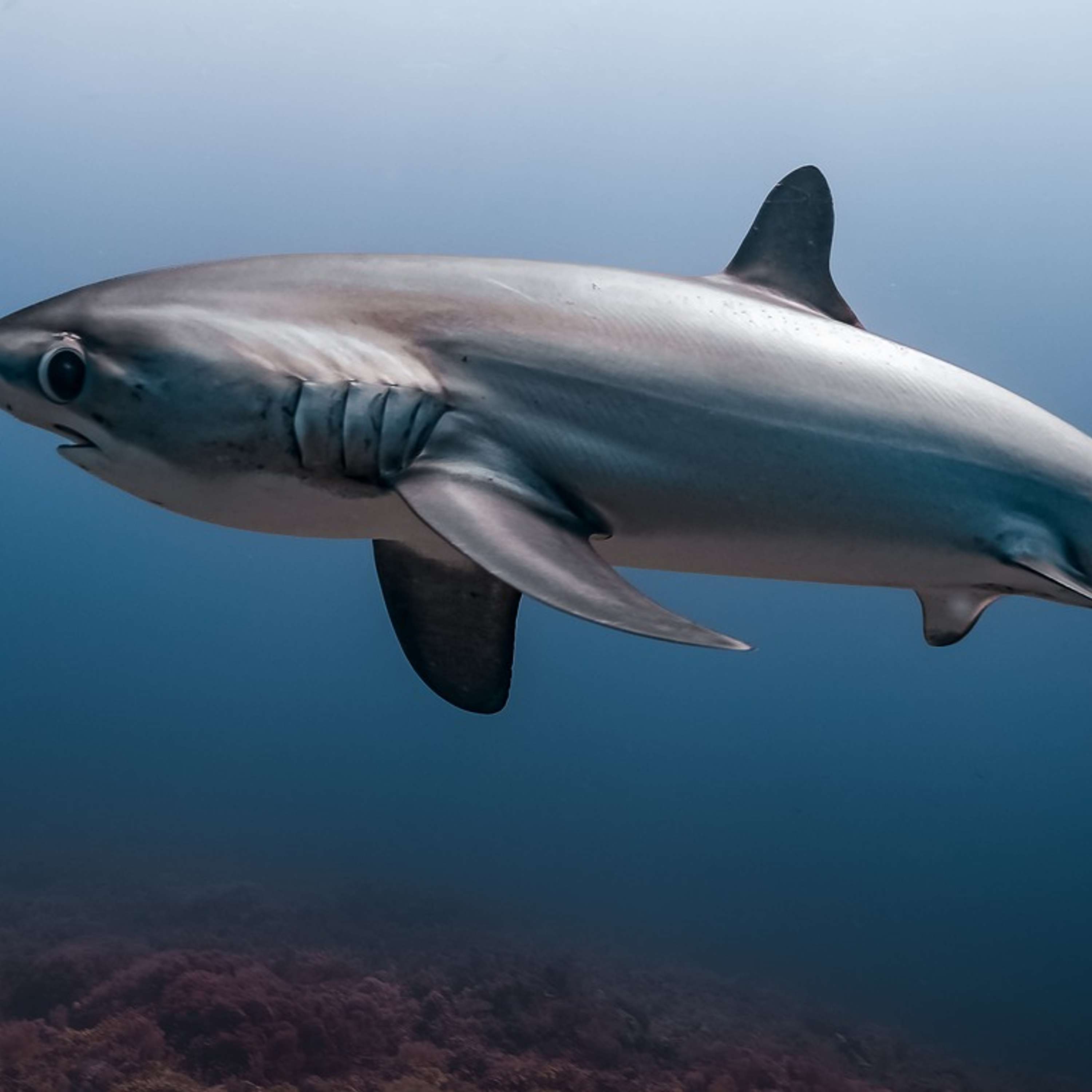 Thresher Sharks