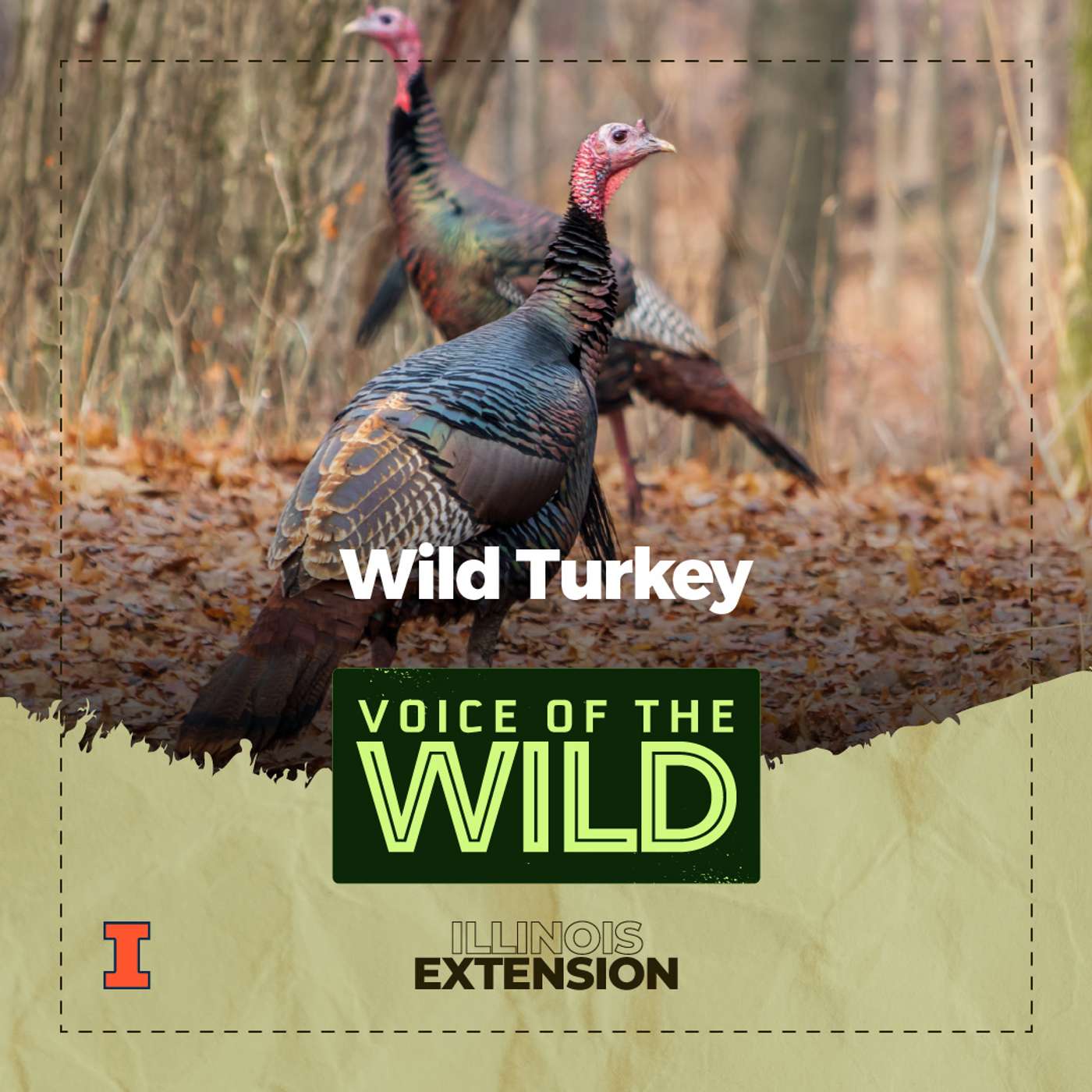 Episode 83: Wild Turkey – Voice of the Wild Episode 83: Wild Turkey – Voice of the Wild