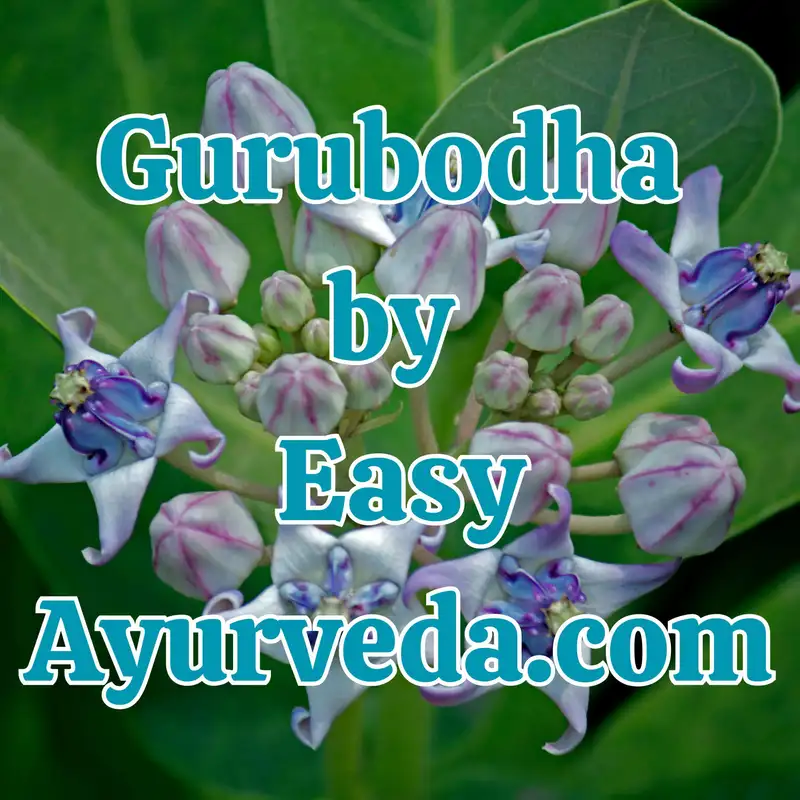 Gurubodha 101: Arka - Calotropis procera uses | Calotropis procera in wound, pilonidal sinus | Why is Anuvasana Basti given after food only?