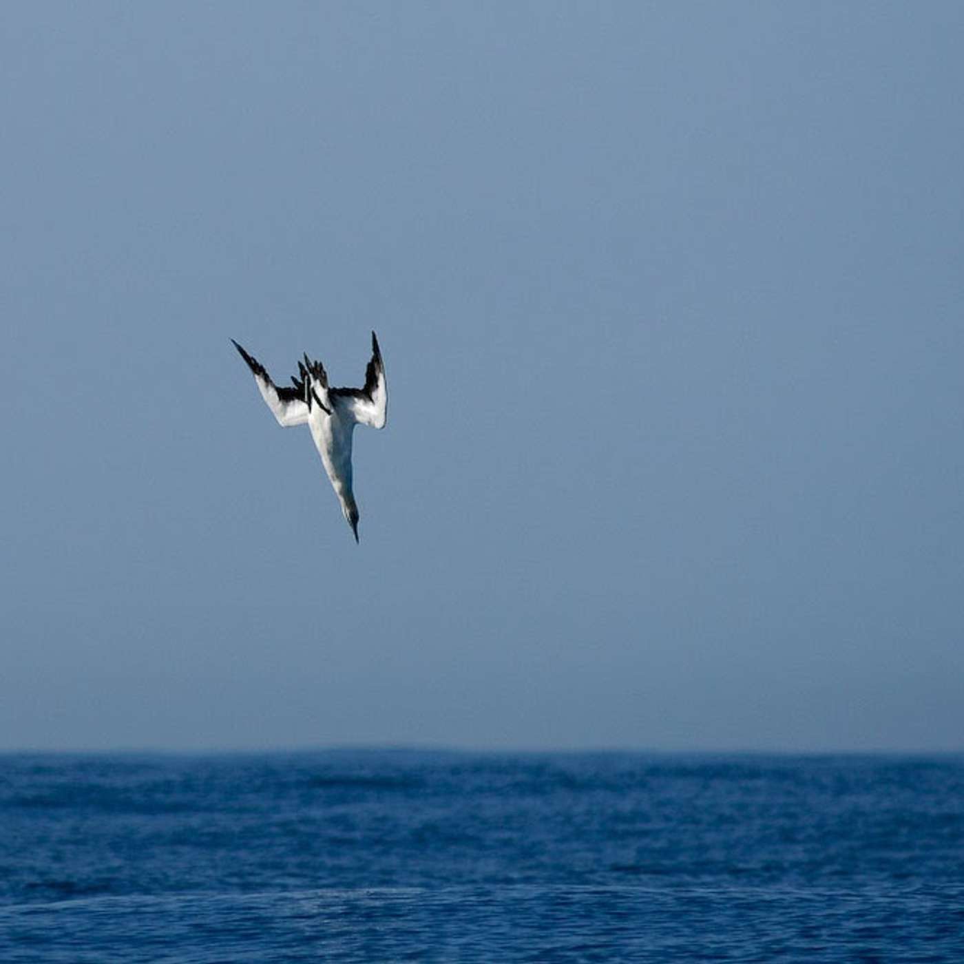 E41: The offloaded brain, part 1: behavior E41: The offloaded brain, part 1: behavior