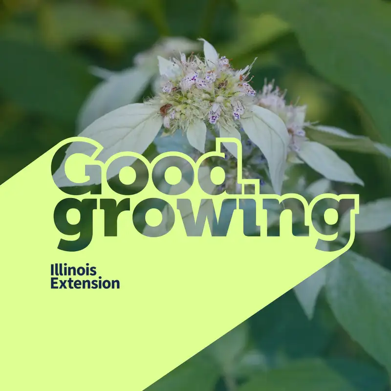 Ep. 198 Clustered Mountain Mint Perennial Plant of the Year | #GoodGrowing