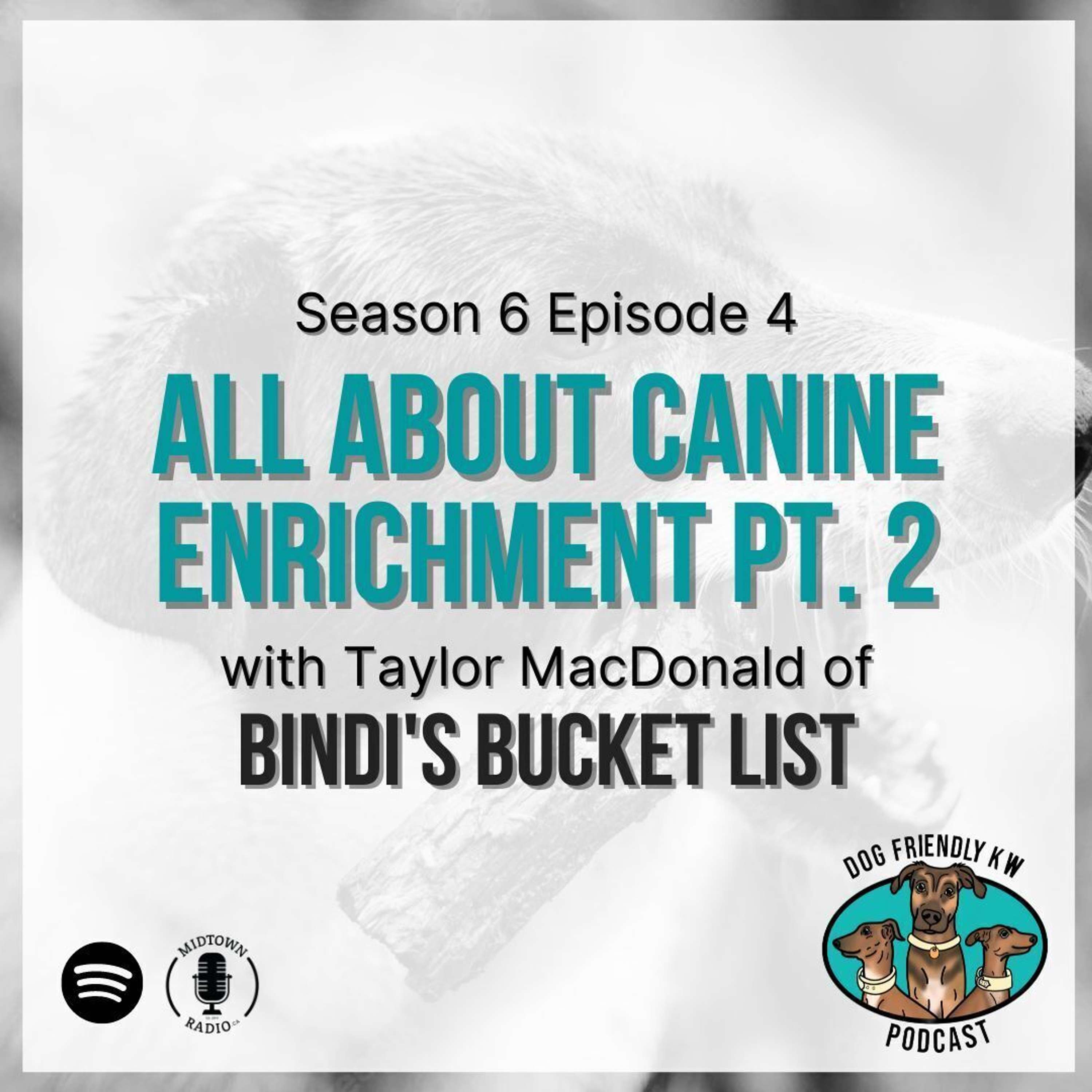 Bindi's Bucket List: Explaining the importance of CONTRAFREELOADING (contra...what?) for canine enrichment