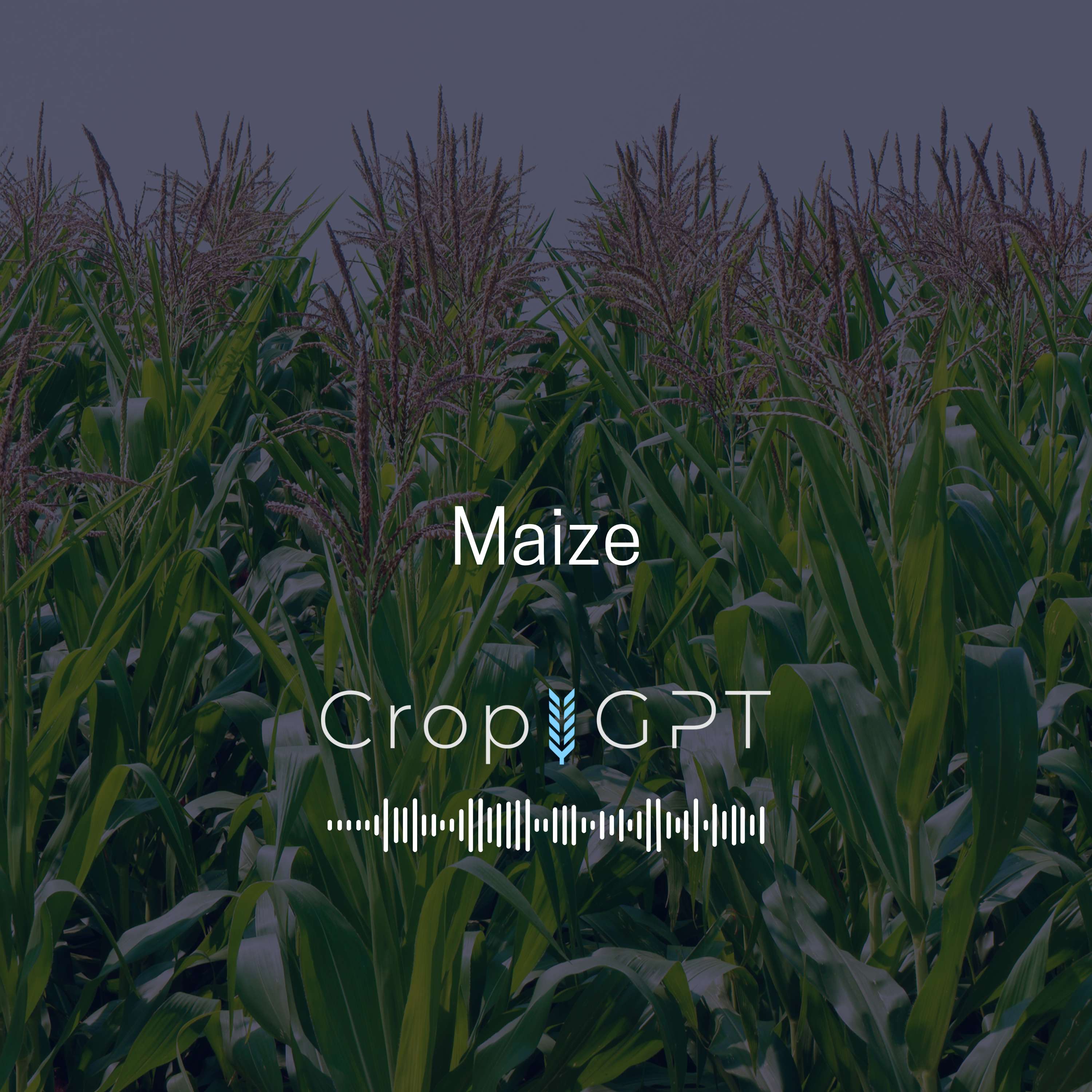 CropGPT - Podcast for Commodities
