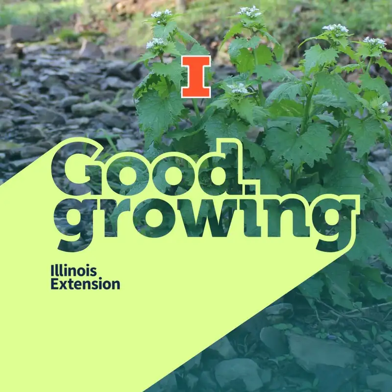 Ep. 122 - Identifying and managing garlic mustard | #GoodGrowing