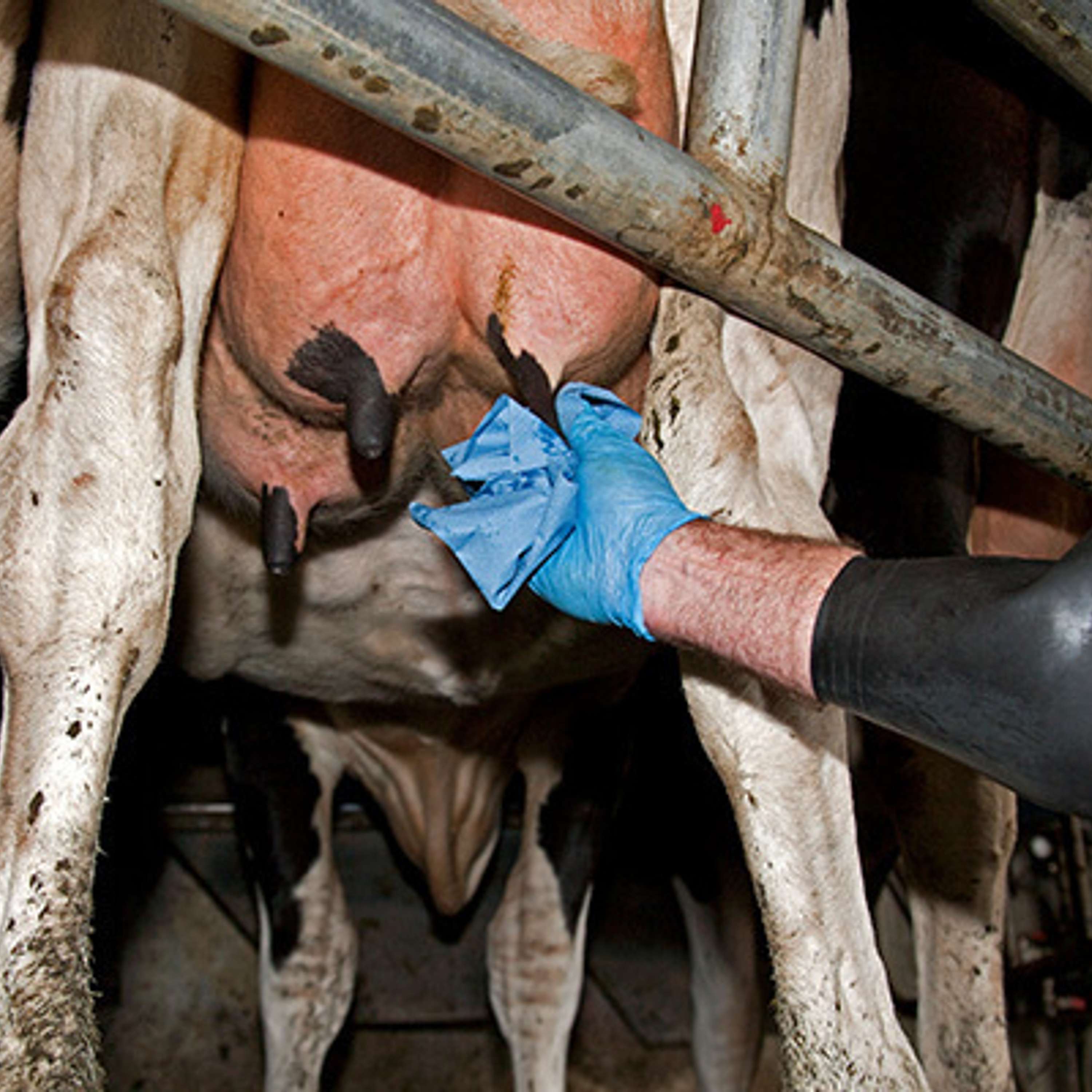 The Dairy Edge